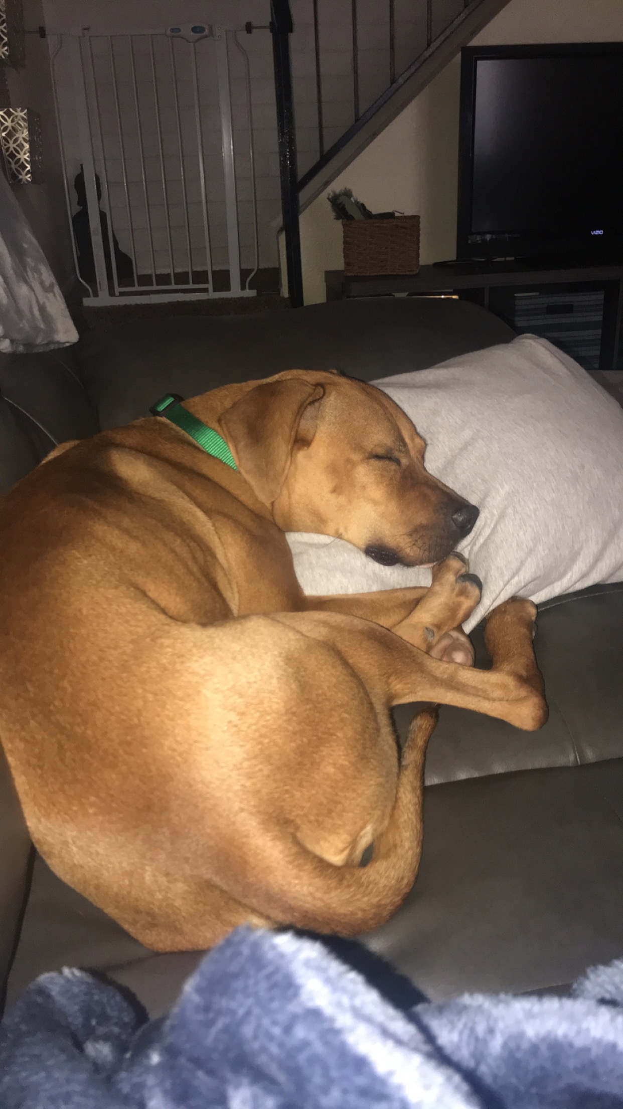 adoptable Dog in Scottsdale,AZ named Scooby Doo