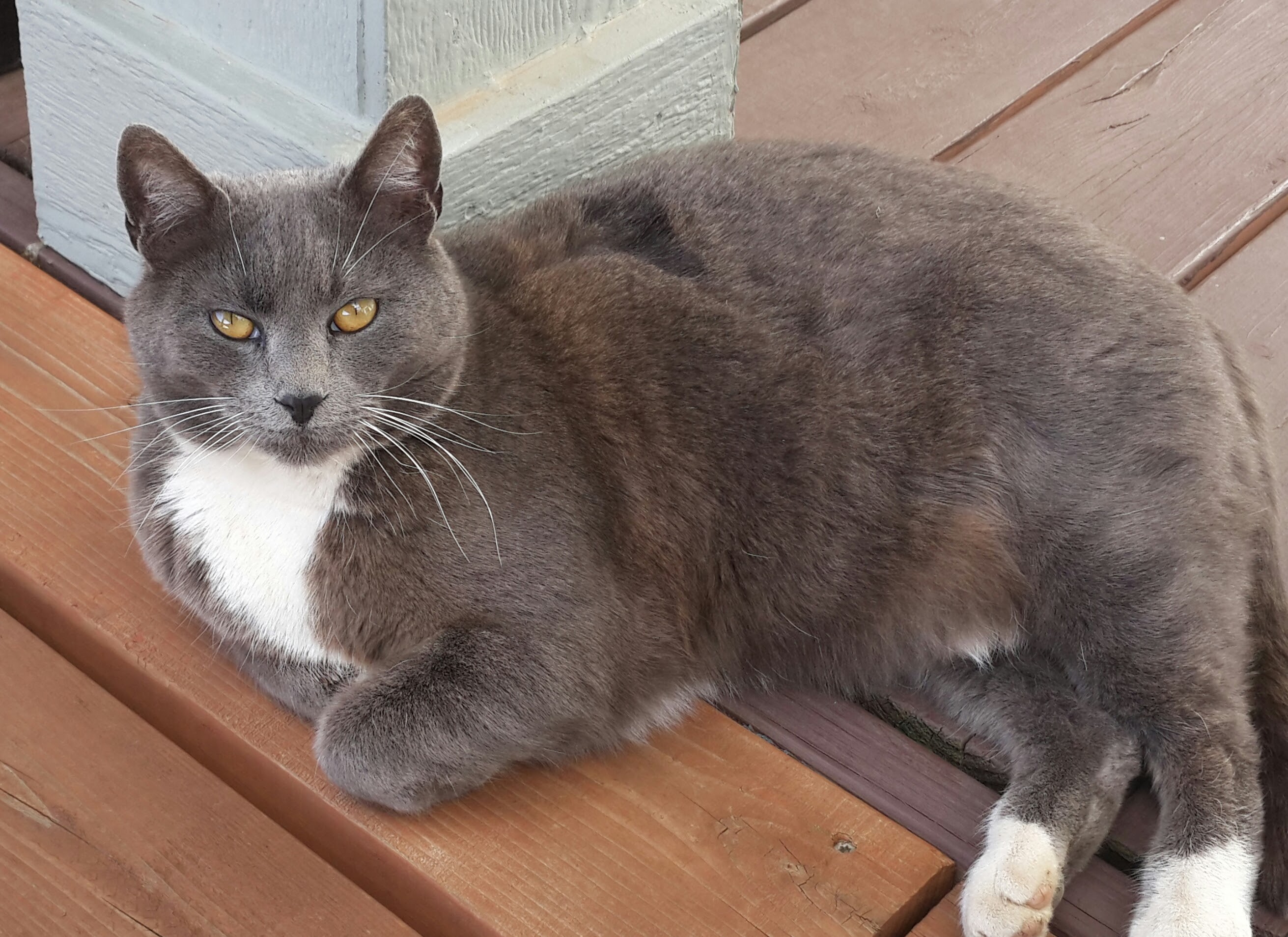 adoptable Cat in Goldendale,WA named Thomas 