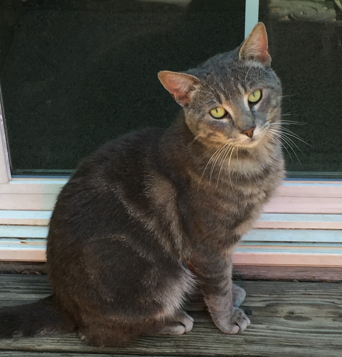 adoptable Cat in Hyattsville,MD named Grayson