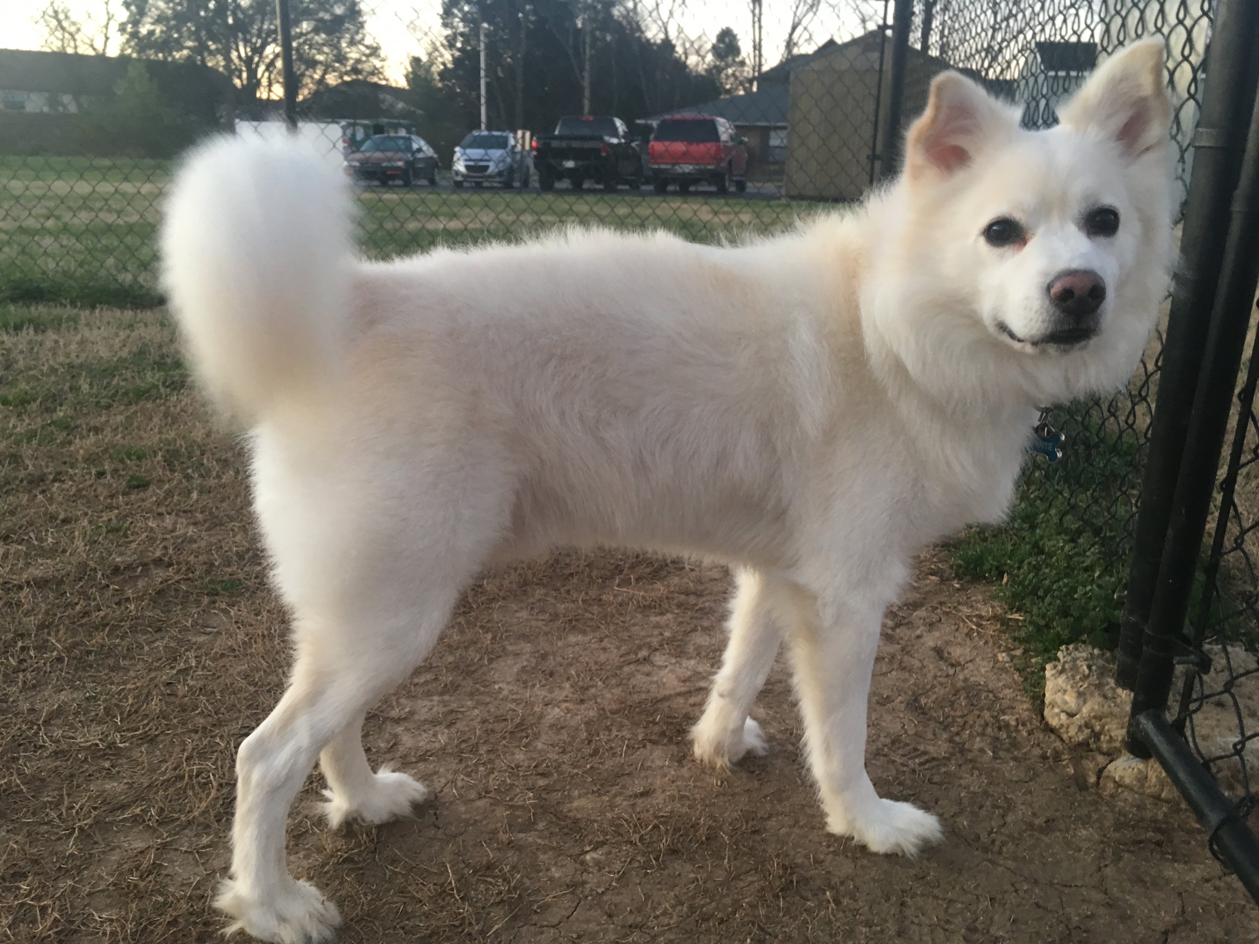adoptable Dog in Murfreesboro,TN named Dante 