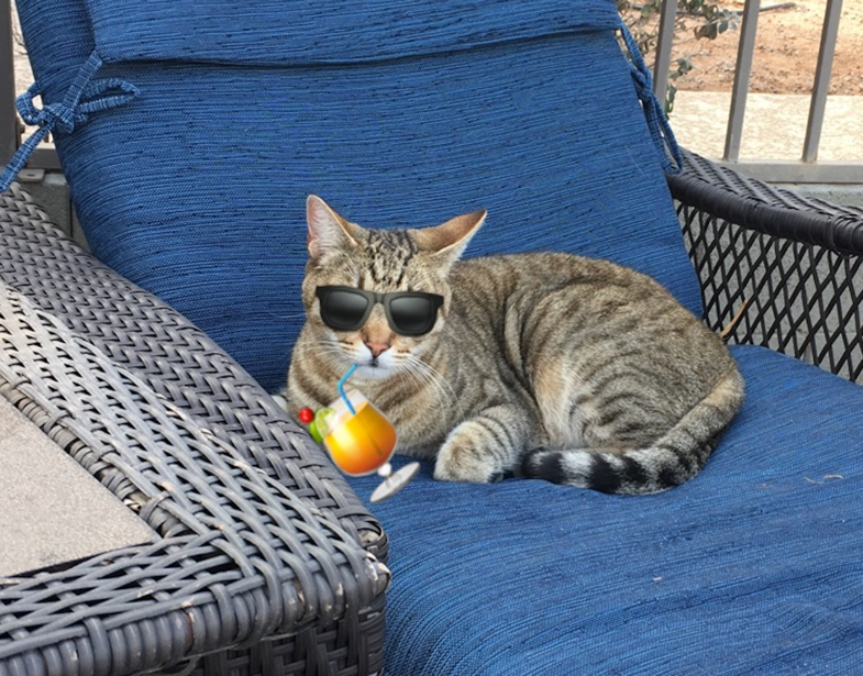 adoptable Cat in Gilbert,AZ named Princess