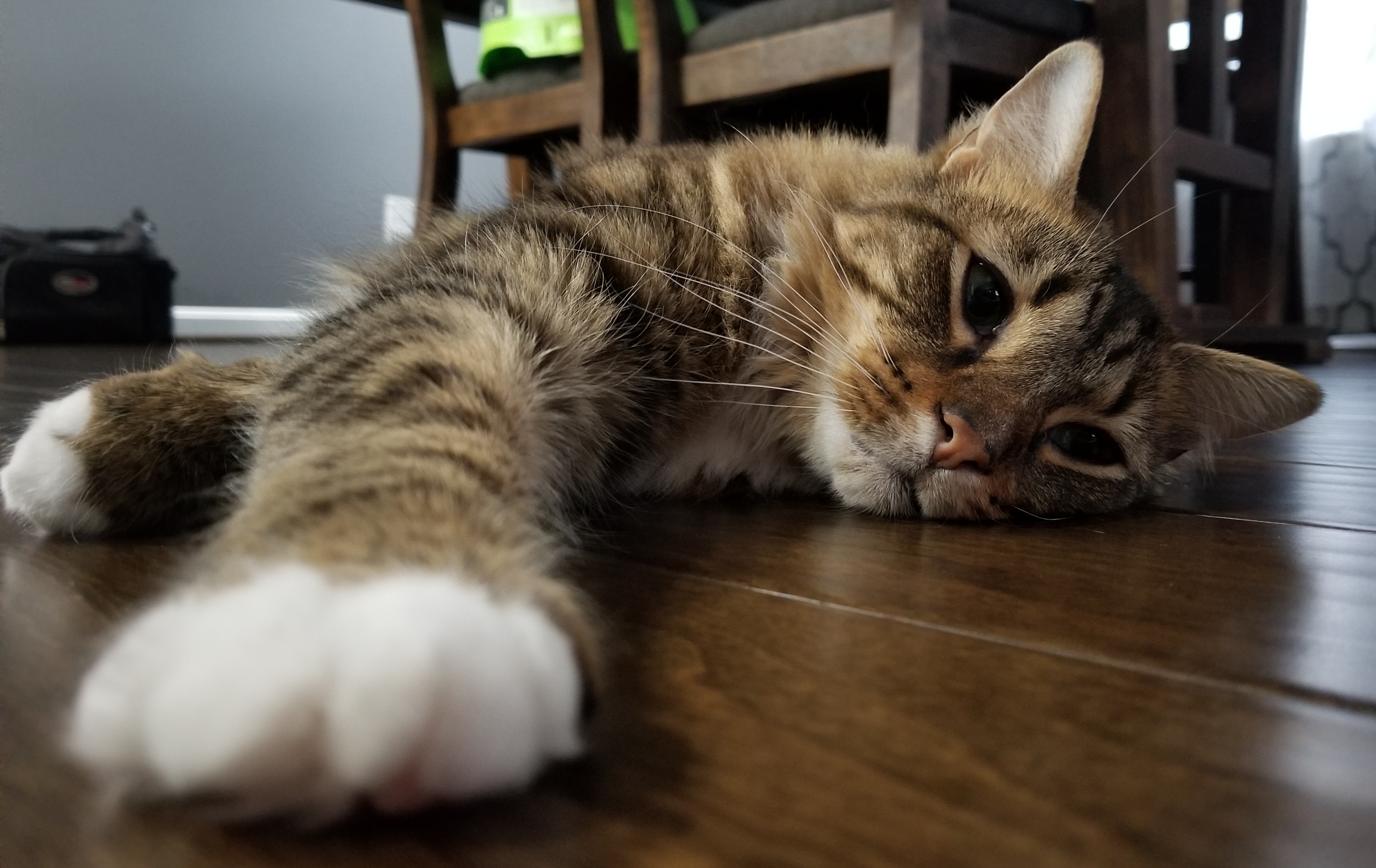 adoptable Cat in Fredericksburg,VA named Kit Kat