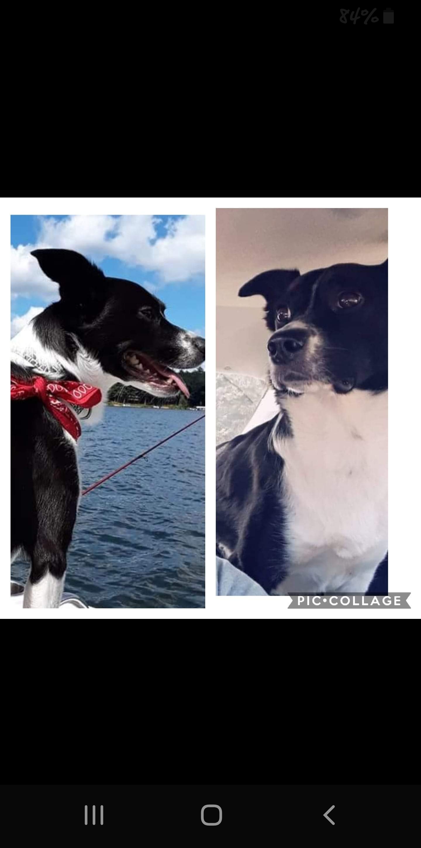 adoptable Dog in Green Bay,WI named Kits