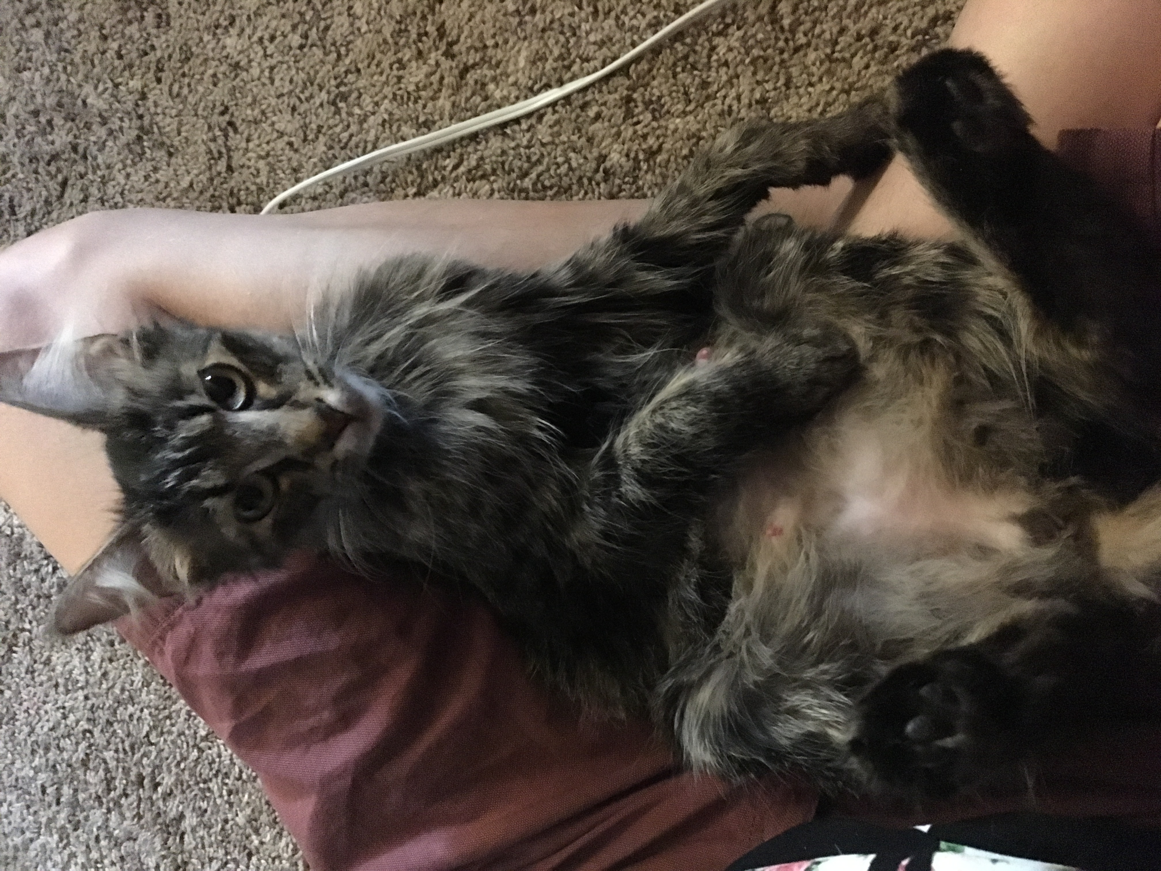 adoptable Cat in Mesa,AZ named Luna