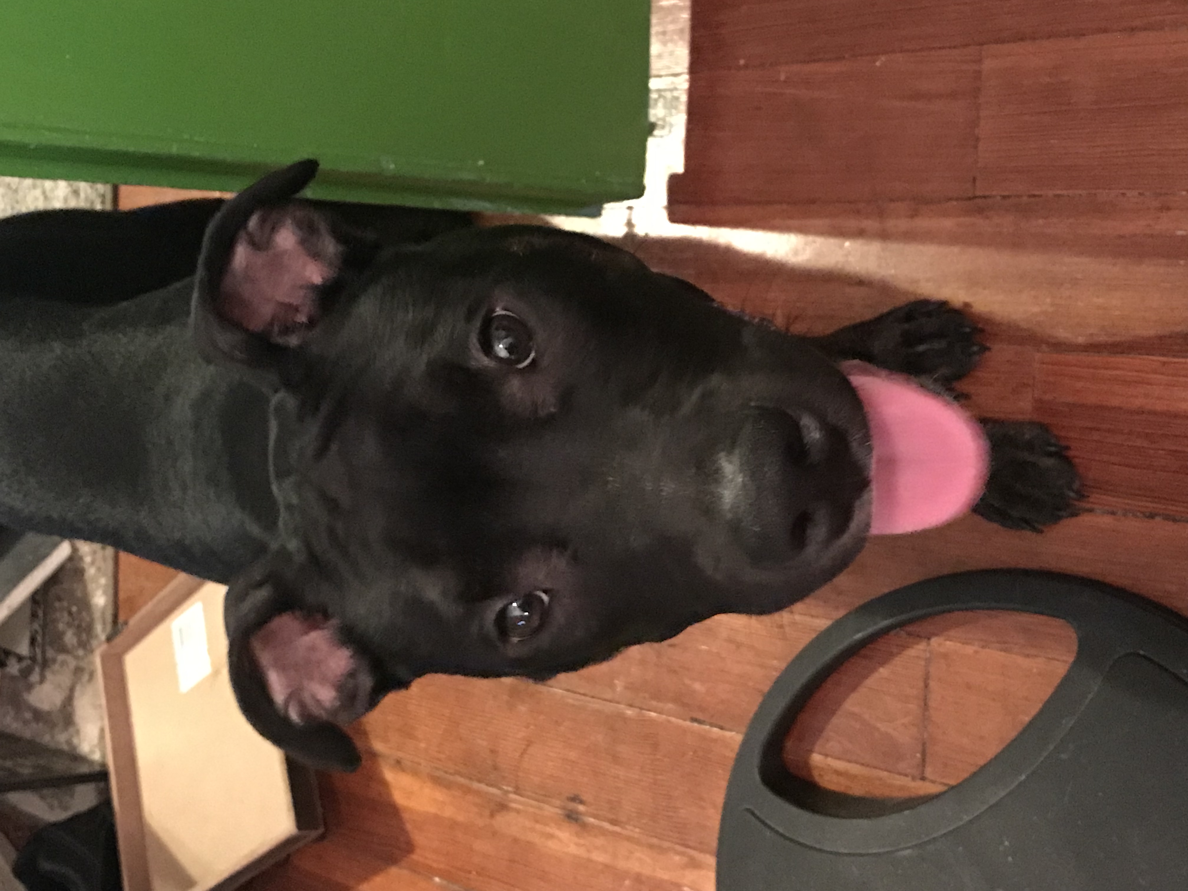 adoptable Dog in Cedar Rapids,IA named Oscar