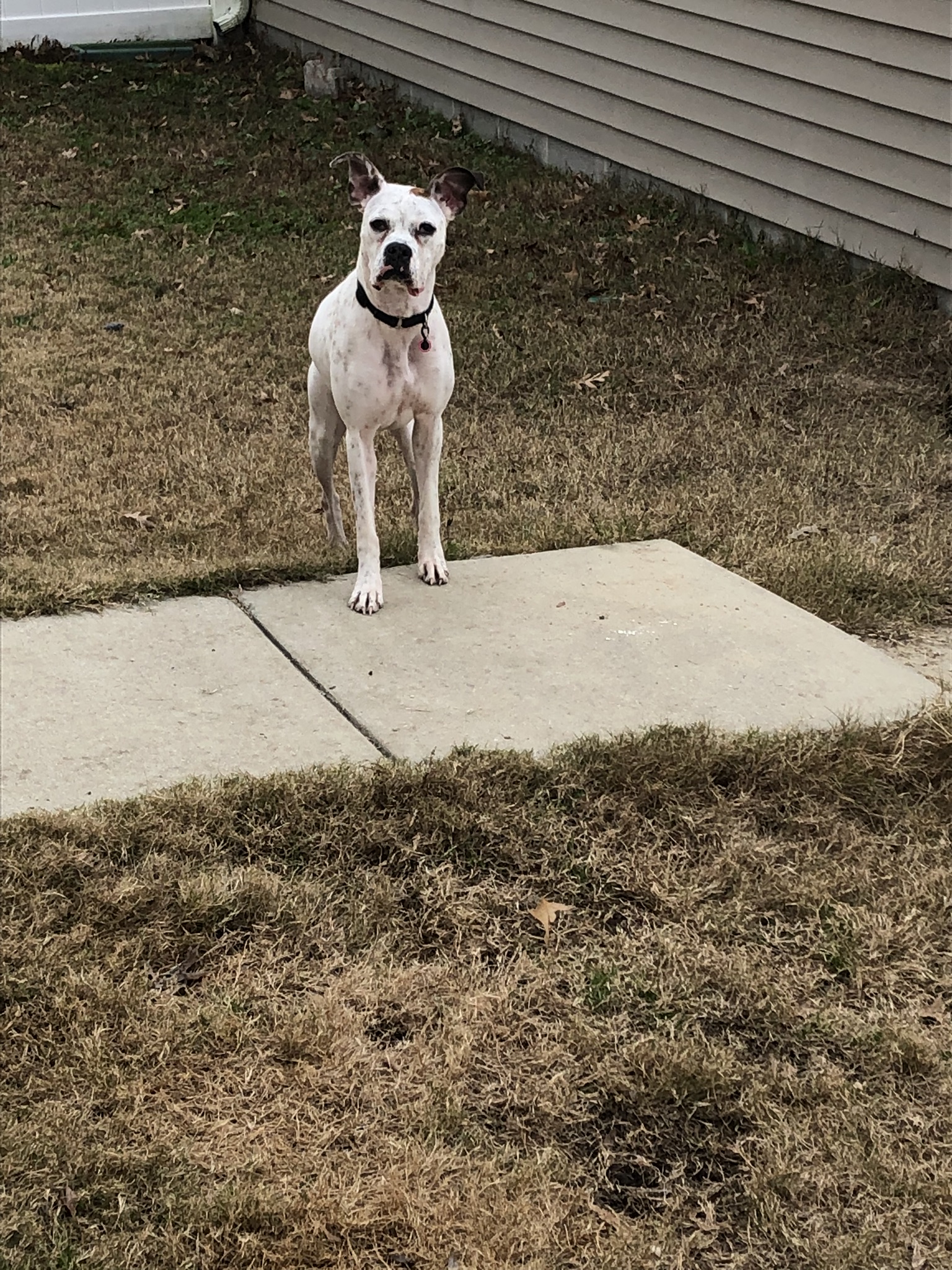 adoptable Dog in Virginia Beach,VA named Diana 