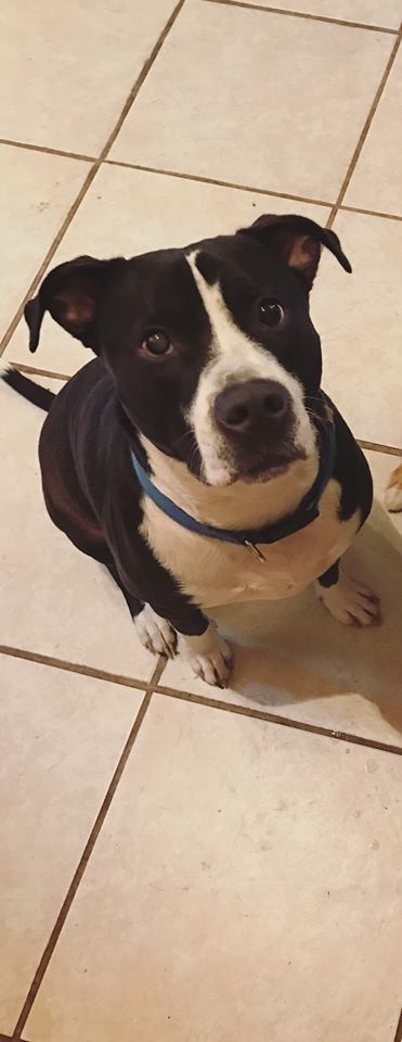 adoptable Dog in Marietta,GA named Buddha 