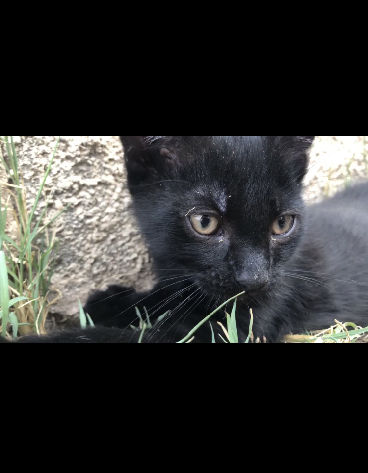 adoptable Cat in Phoenix,AZ named Emiko
