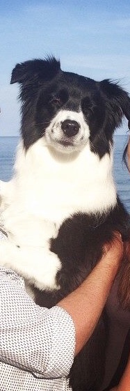adoptable Dog in Sterling,VA named Layla