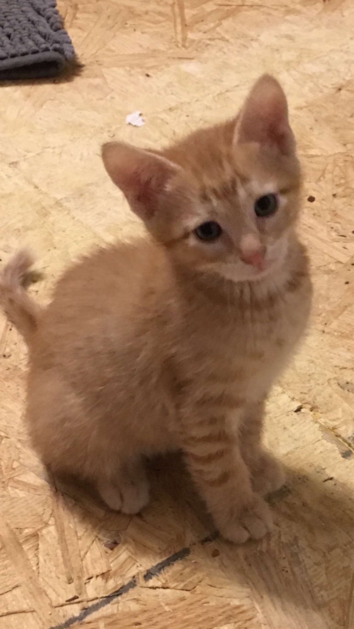 adoptable Cat in Shreveport,LA named Kittens