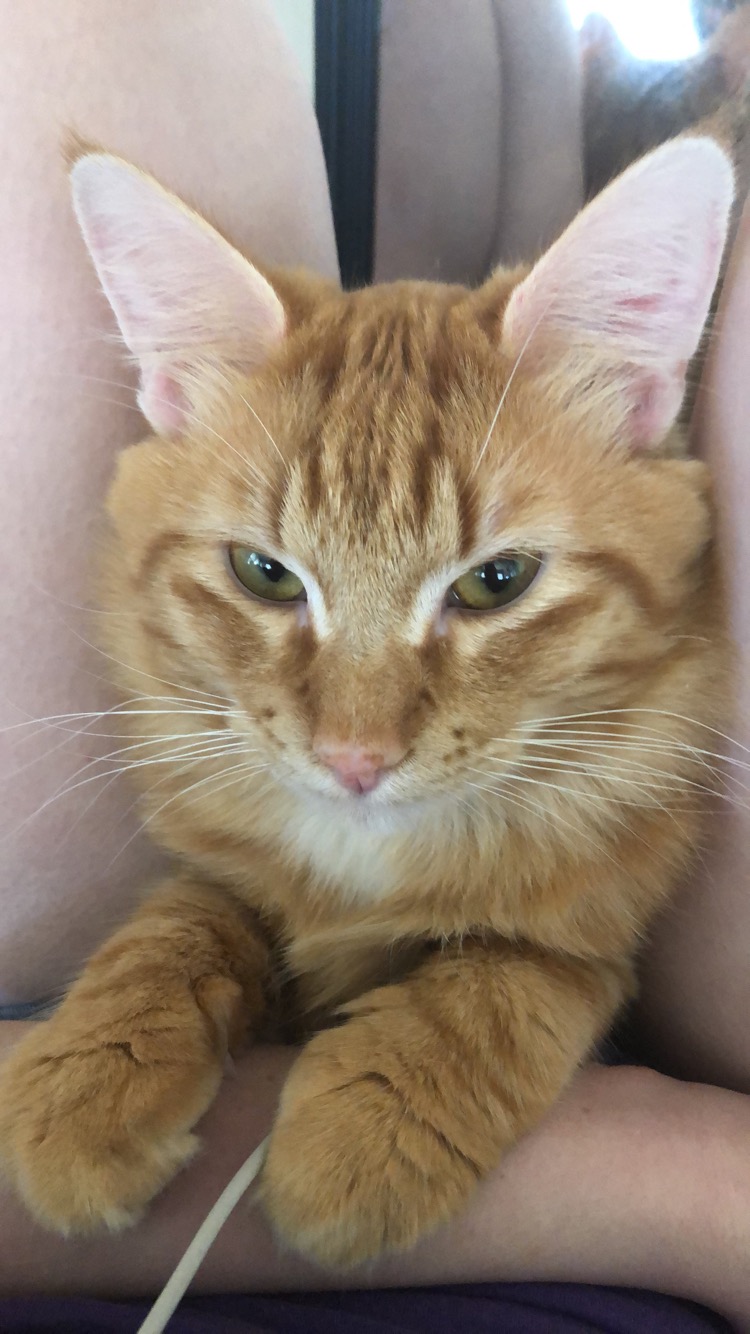 adoptable Cat in Okmulgee,OK named Tyrion