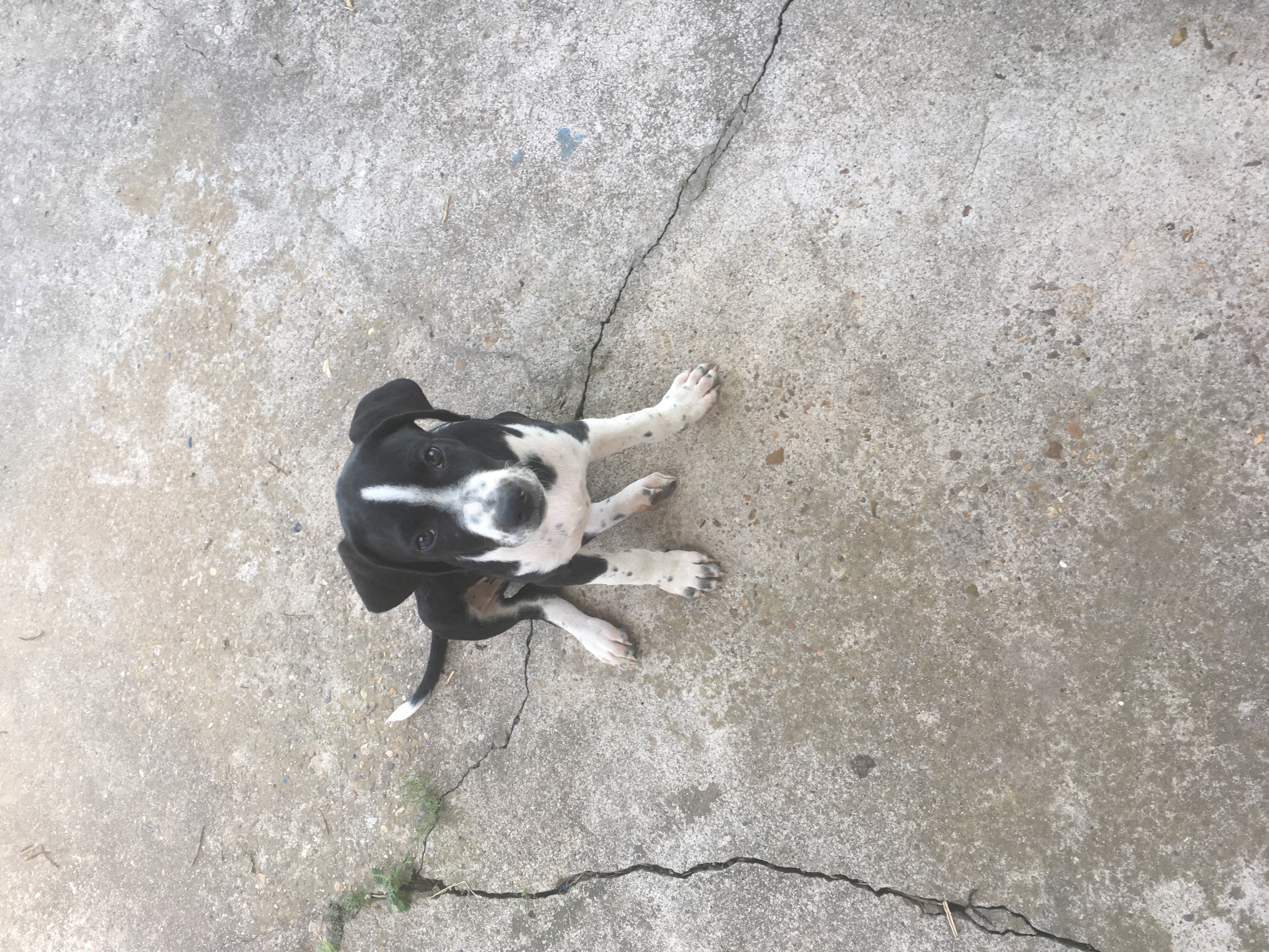 adoptable Dog in Iowa,LA named Carlos