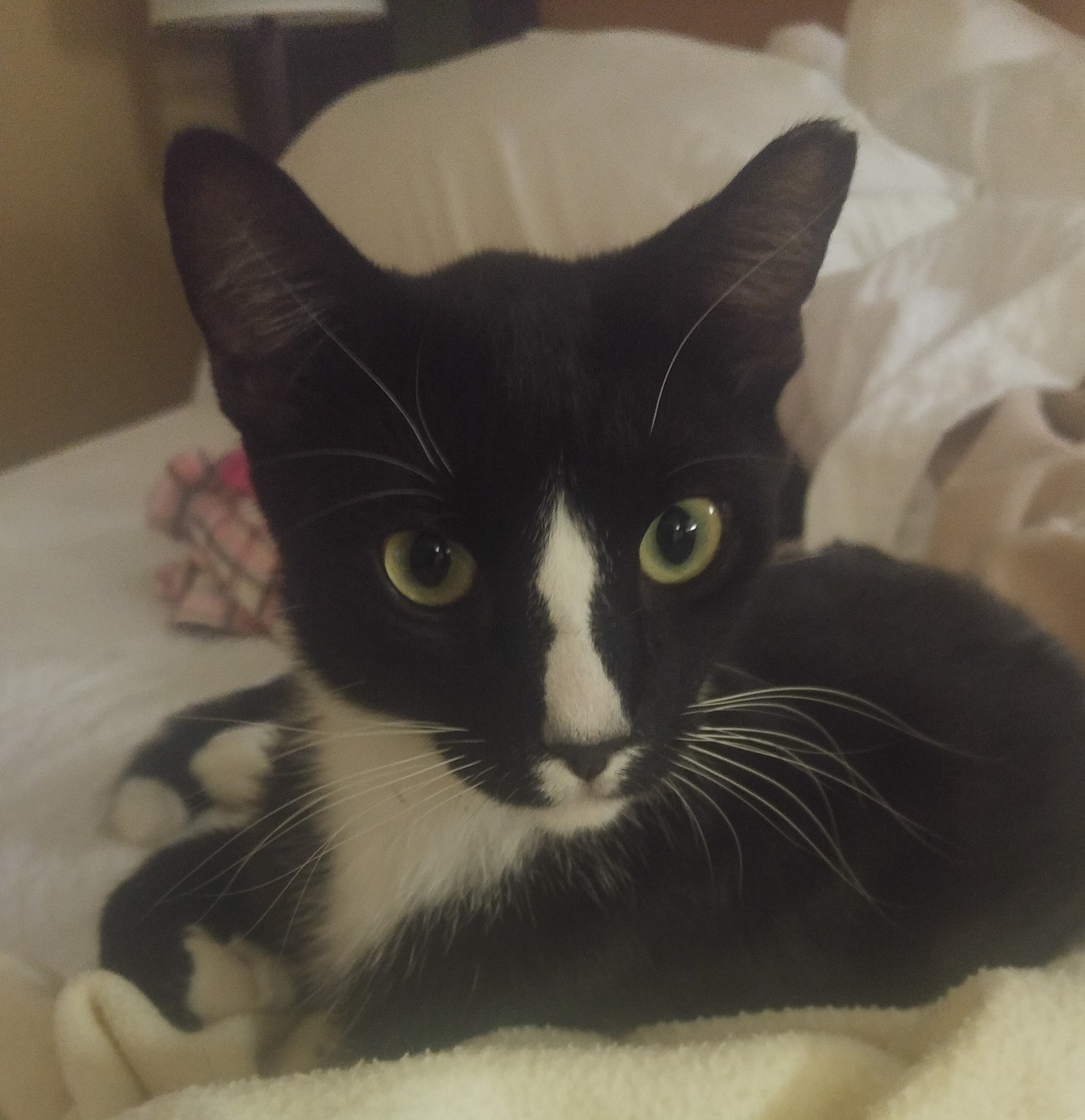 adoptable Cat in Phoenix,AZ named Tennessee Tuxedo aka Tux