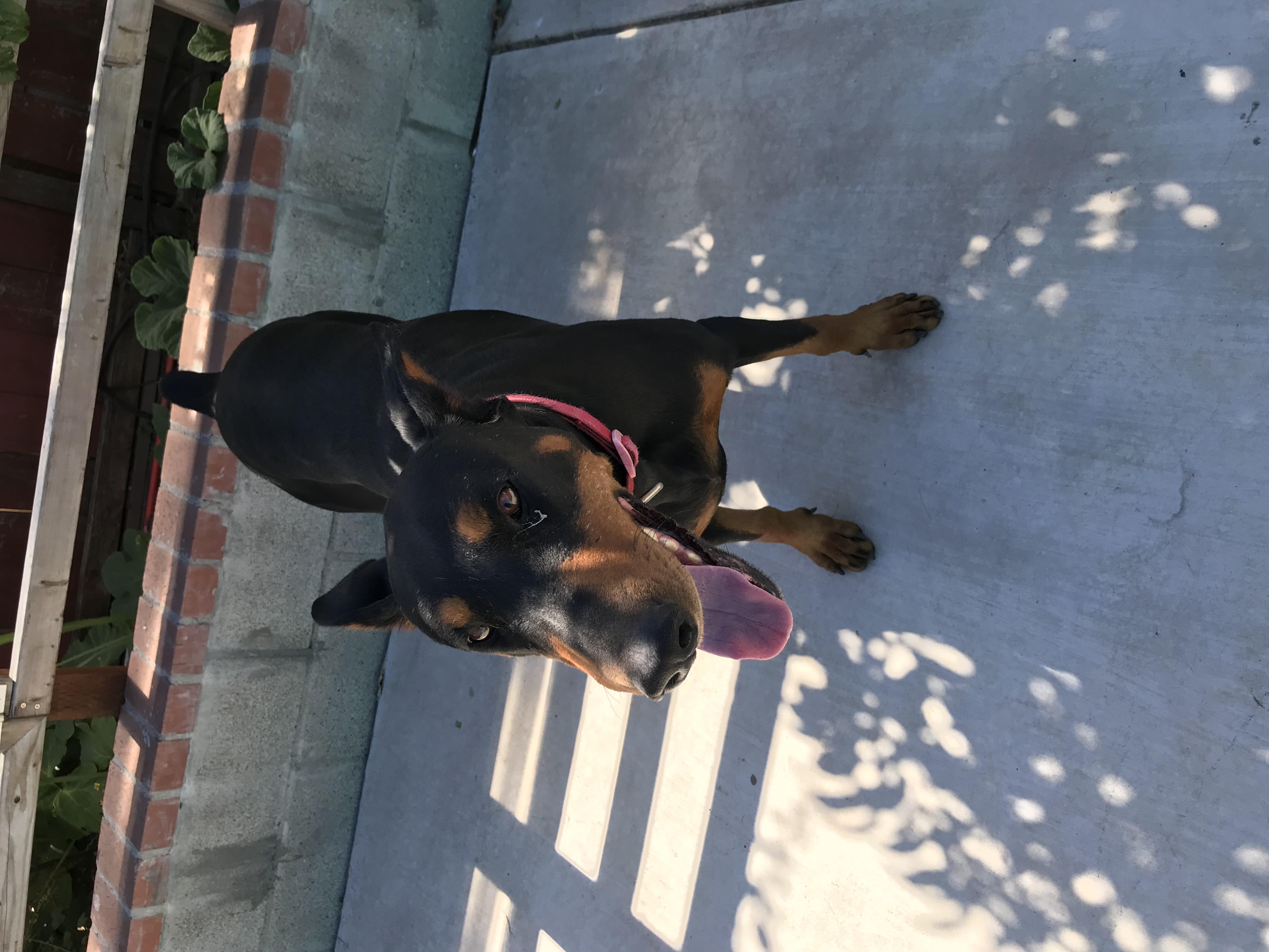 adoptable Dog in Richmond,CA named Cookie
