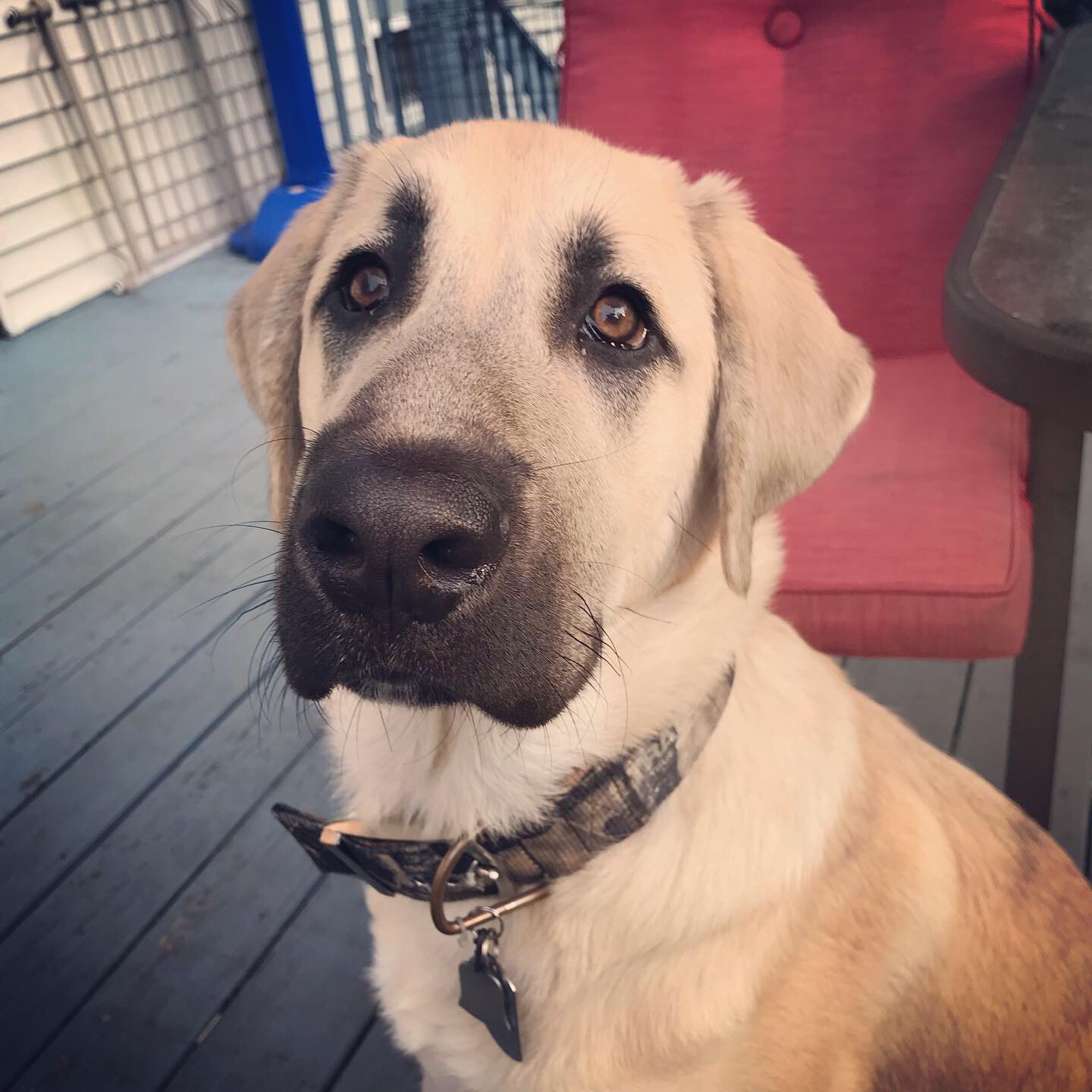 adoptable Dog in Ledyard,CT named Yeti