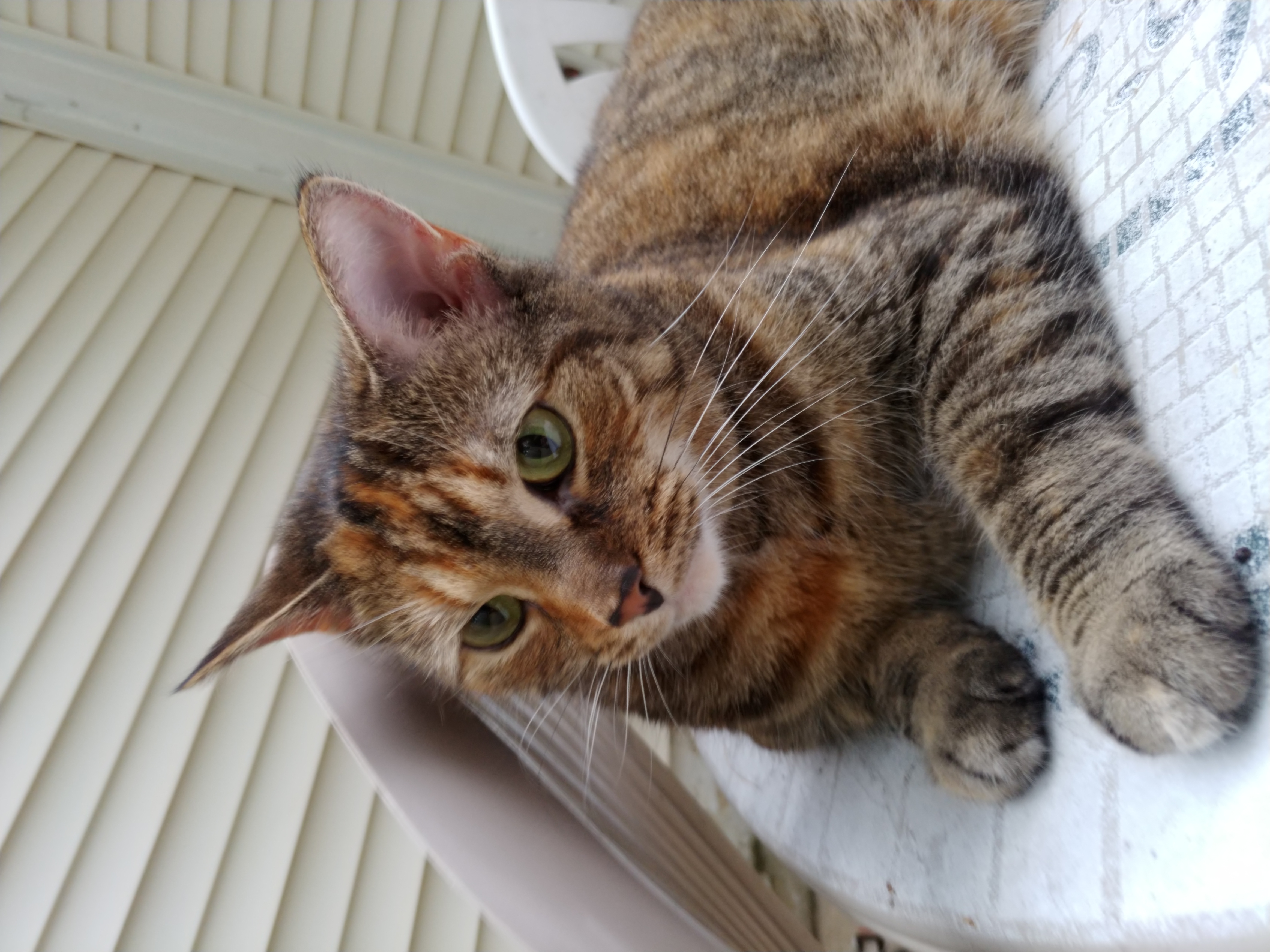 adoptable Cat in Sterling,VA named Miki
