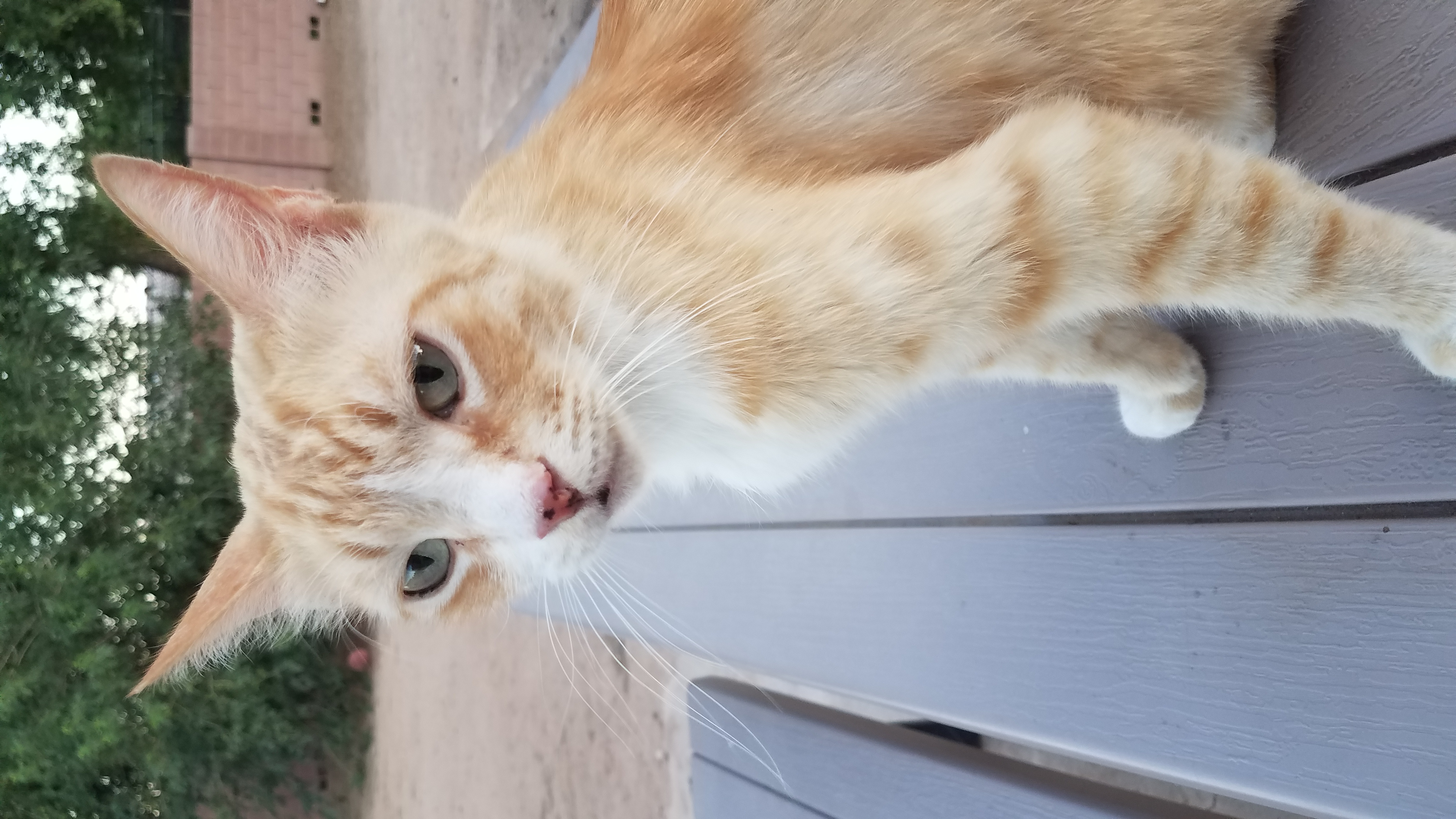 adoptable Cat in Gilbert,AZ named Jax