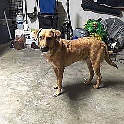adoptable Dog in Webster,TX named Artie
