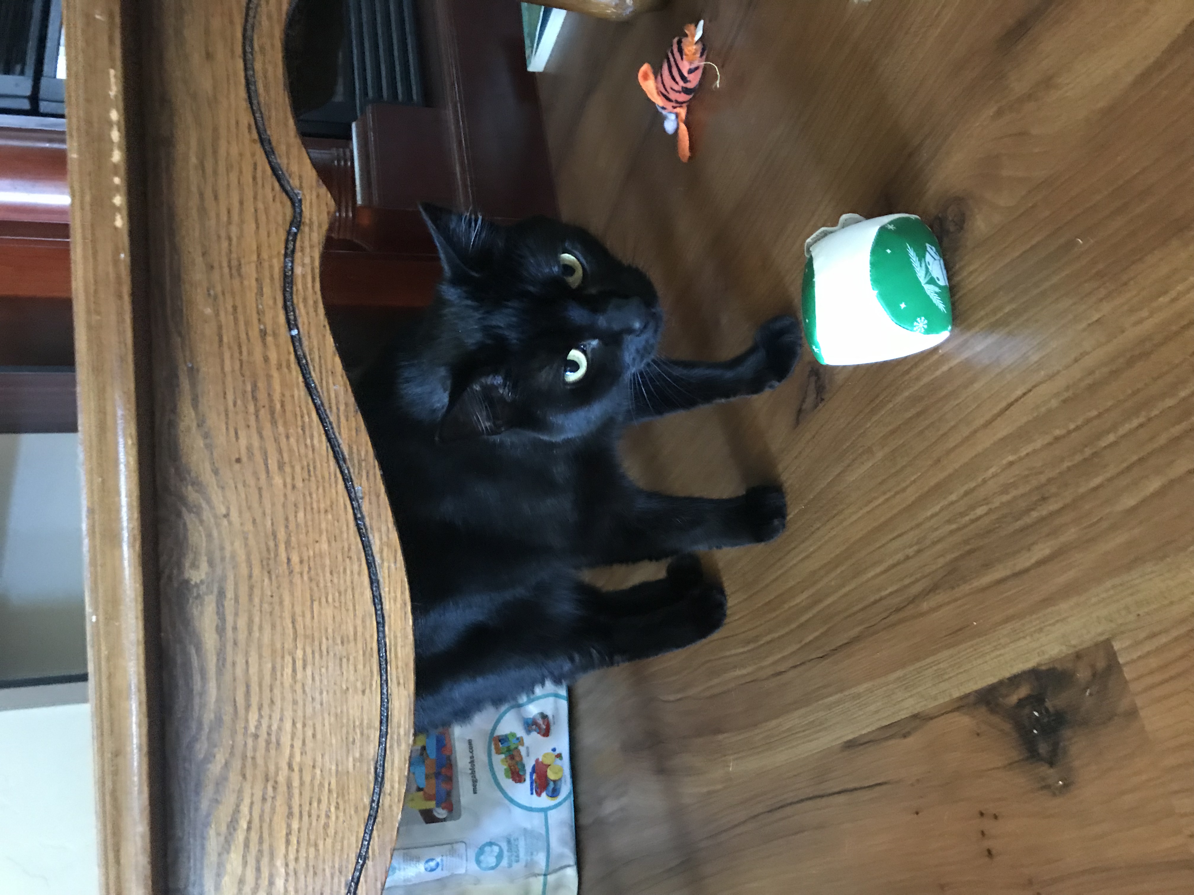 adoptable Cat in Caldwell,ID named Toothless