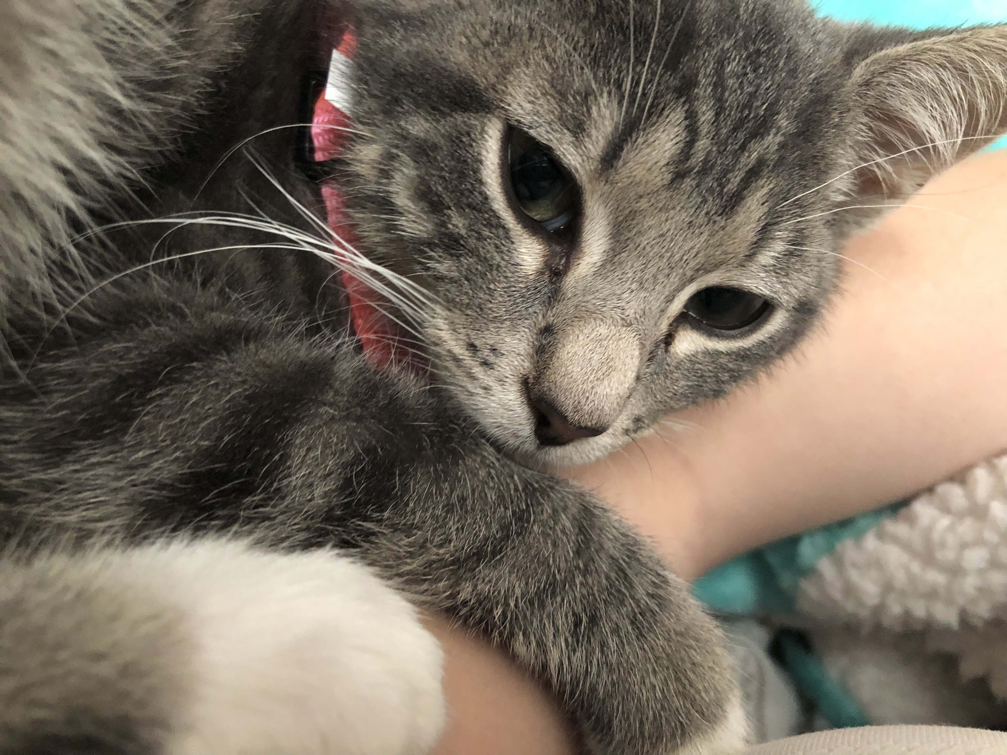 adoptable Cat in Evans,GA named Ellie