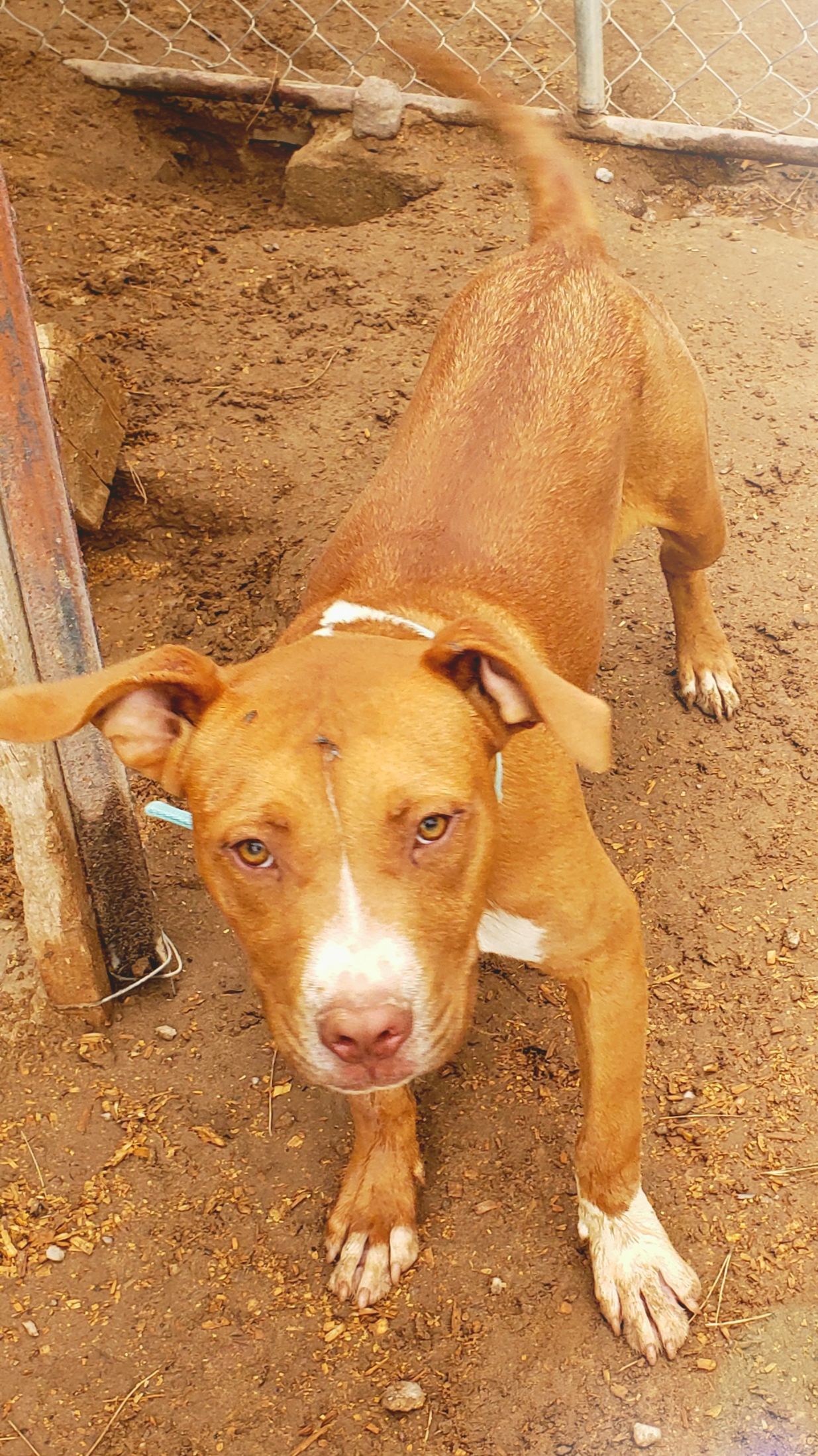 adoptable Dog in Socorro,NM named Baxter 