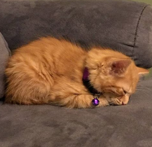 adoptable Cat in Atlanta,GA named Chat