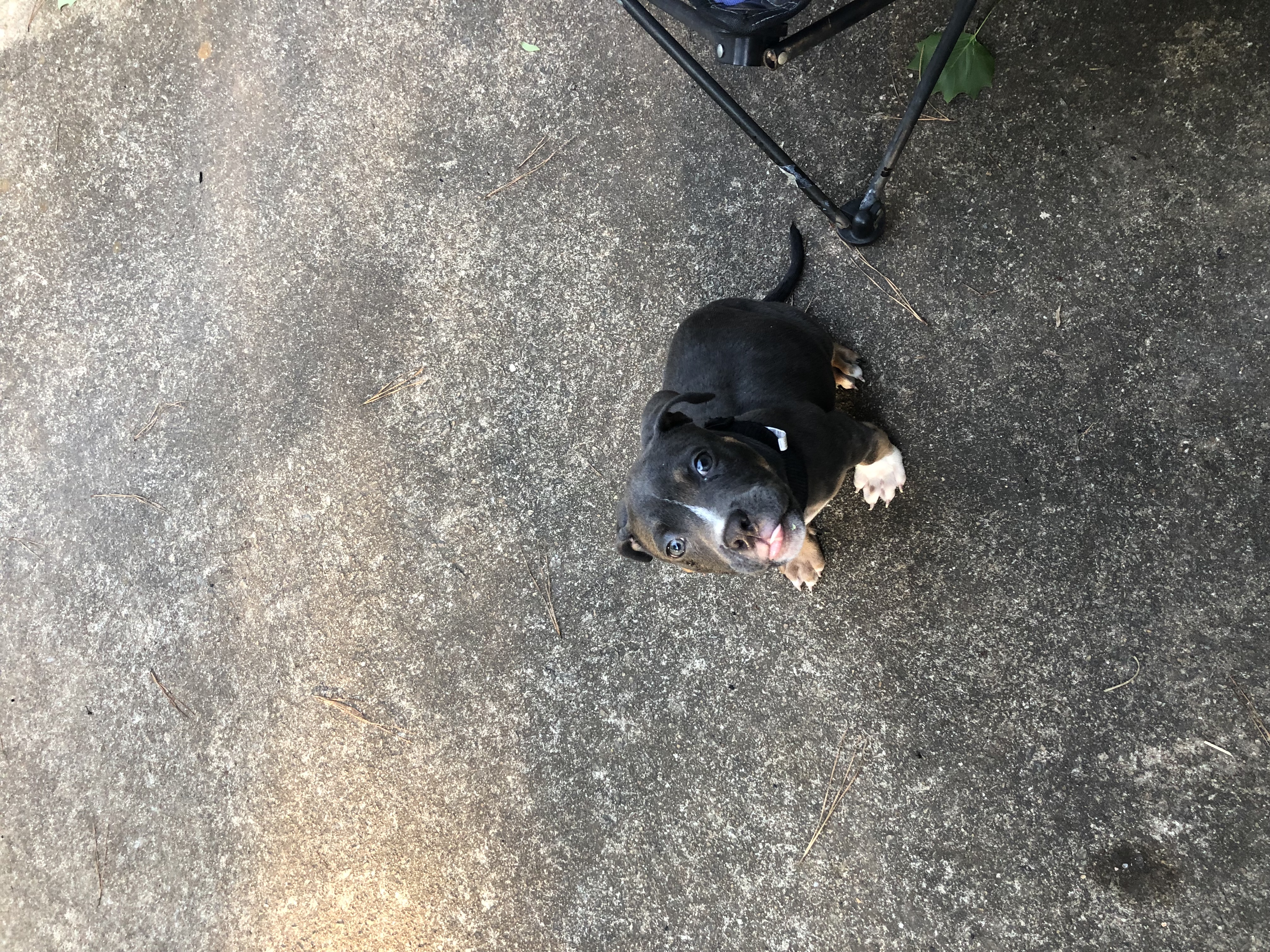 adoptable Dog in Marietta,GA named Brody