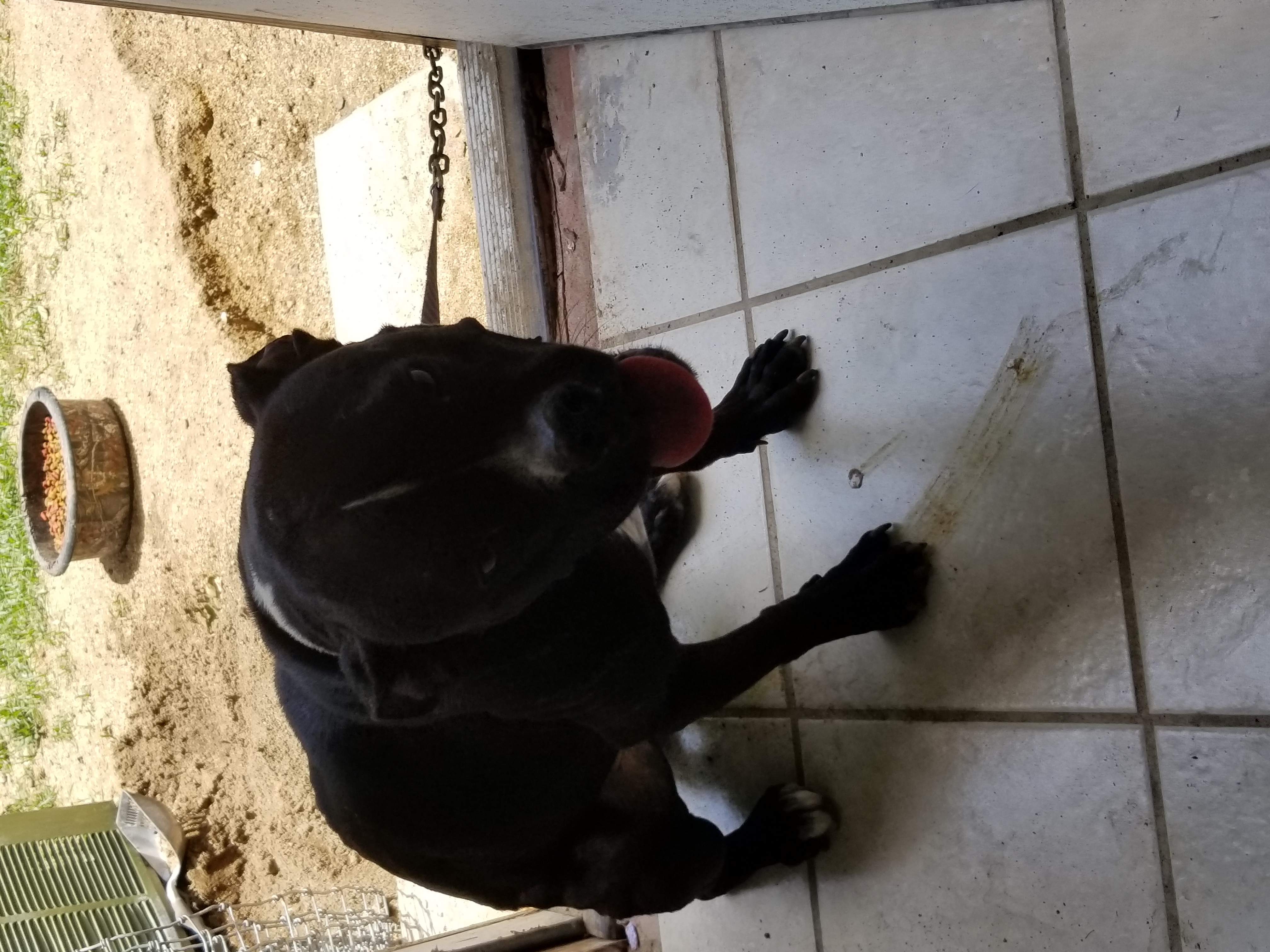 adoptable Dog in Gatesville,TX named Zoey