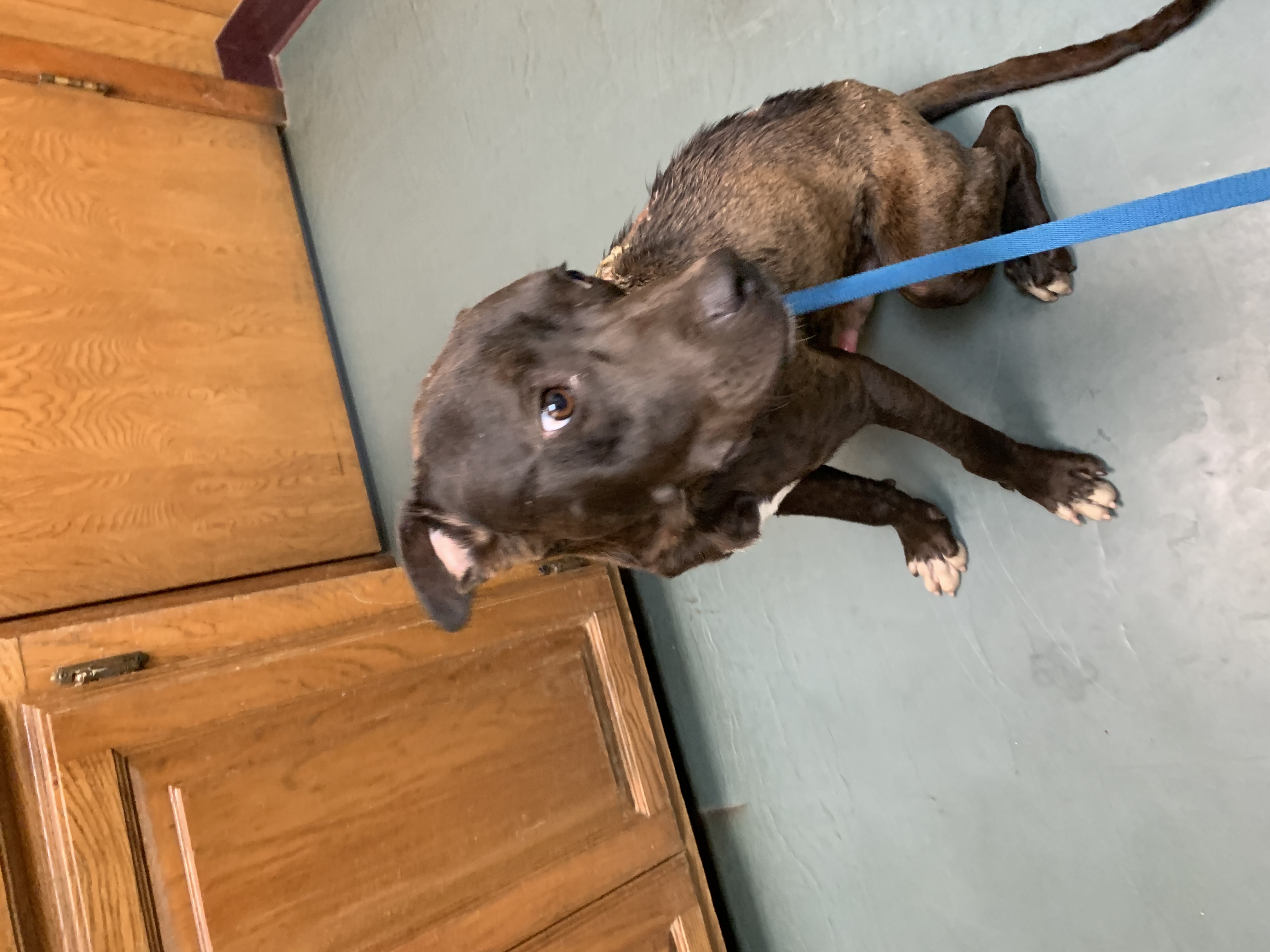 adoptable Dog in Kemp,TX named Unknown 