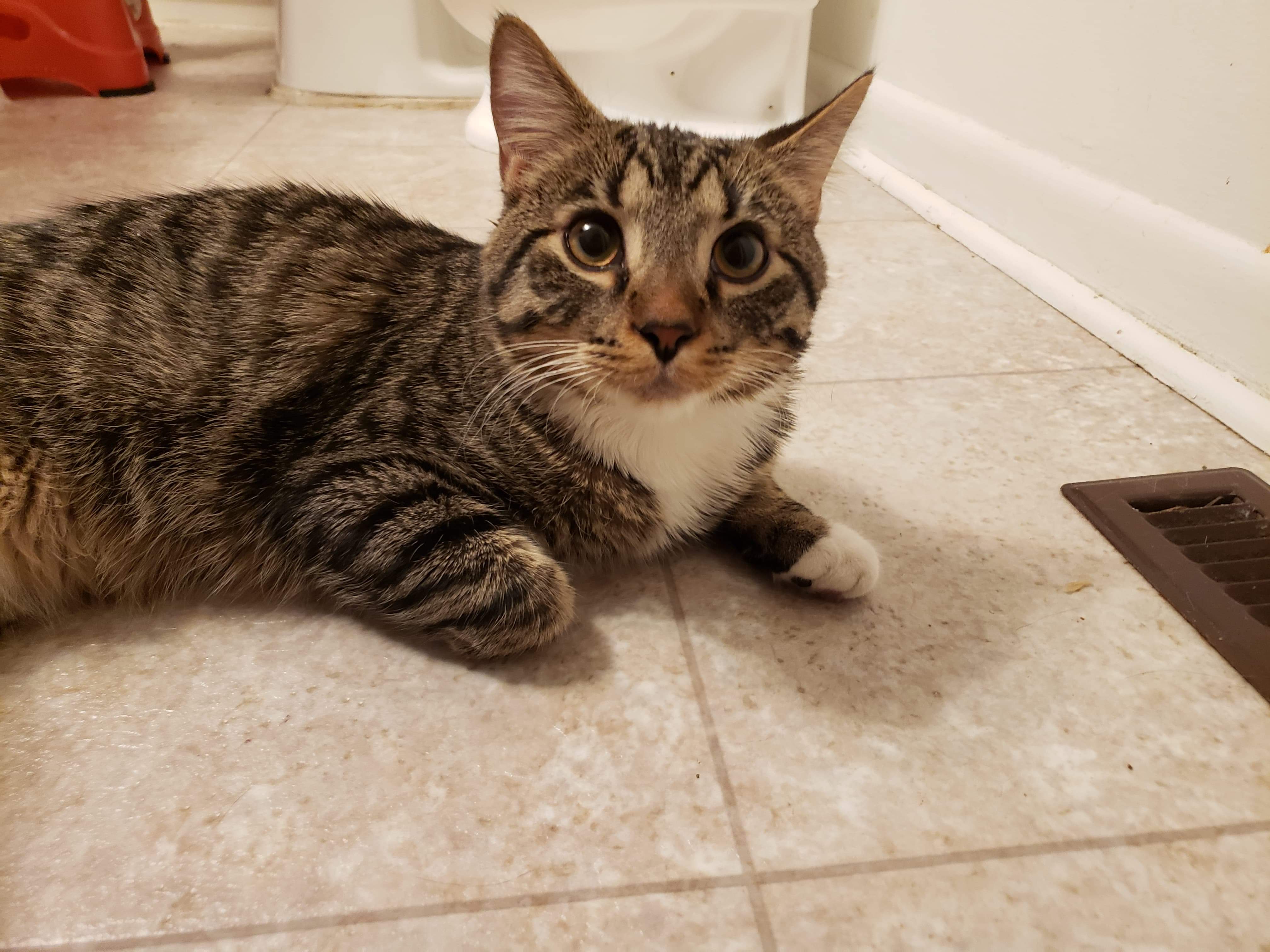 adoptable Cat in Canton,OH named Faith