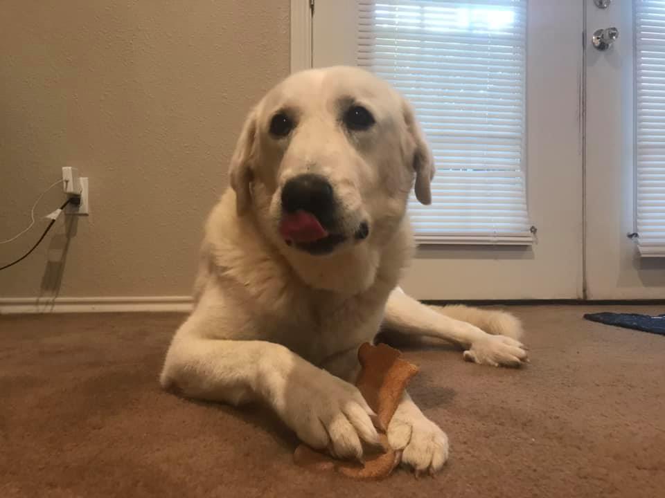 adoptable Dog in Waco,TX named Sassy