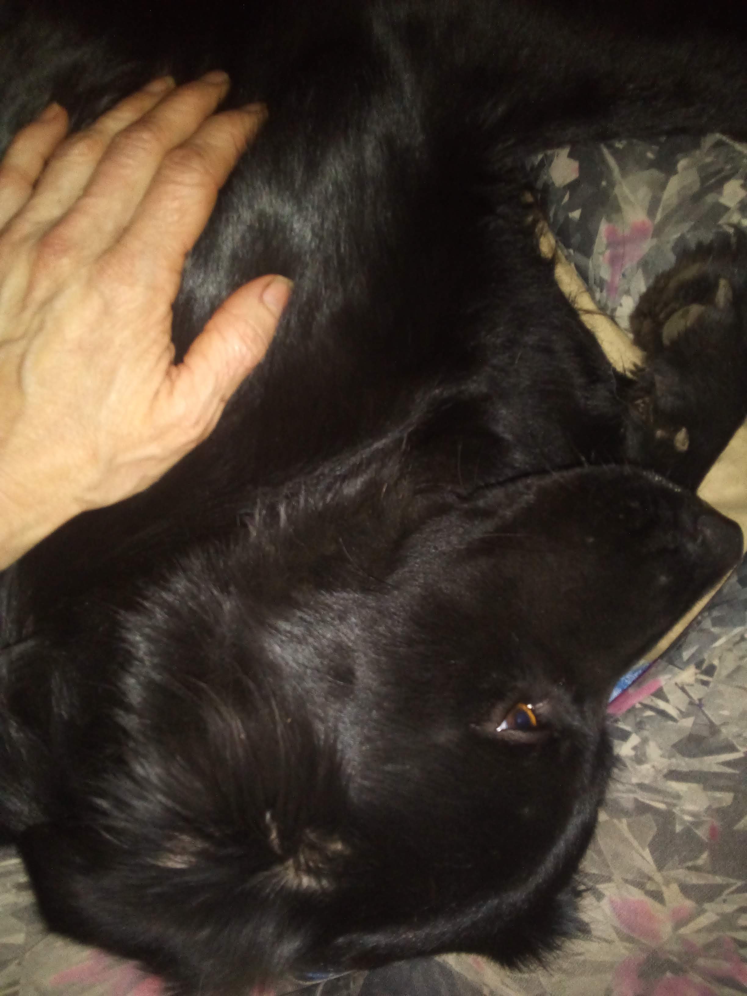 adoptable Dog in Farmington,MO named Onyx