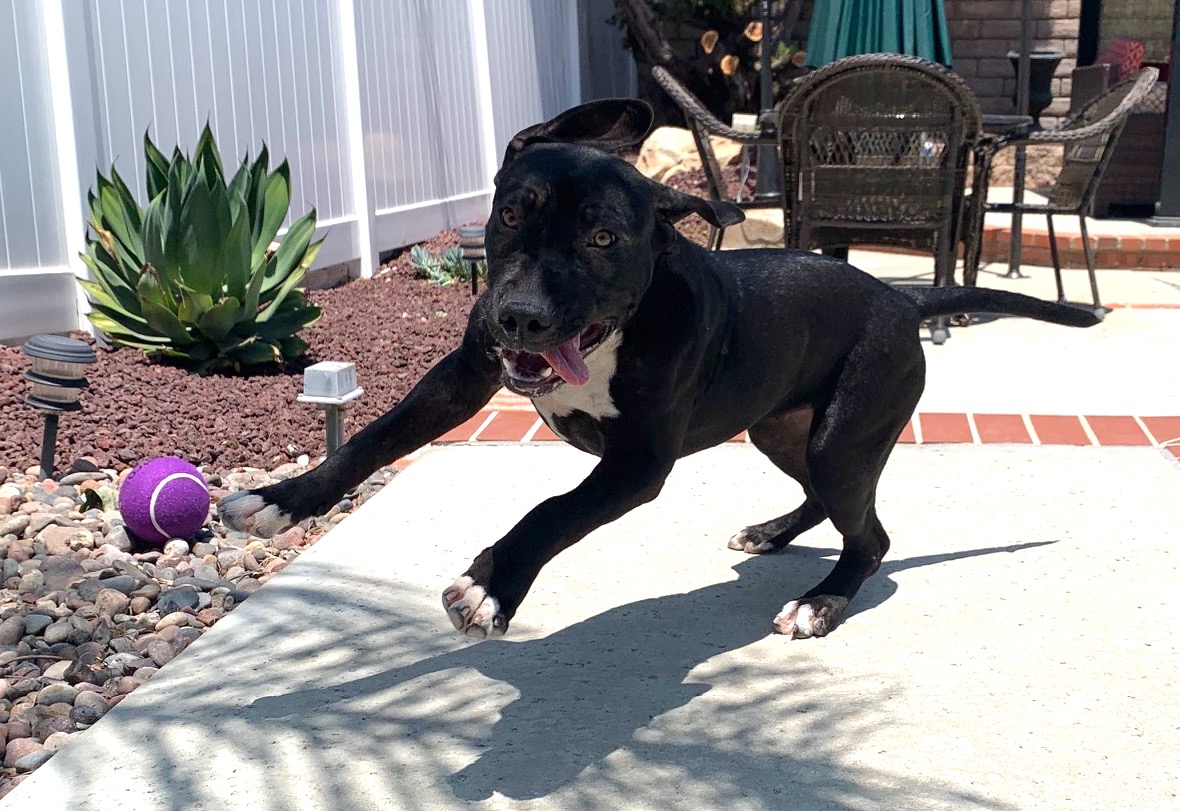 adoptable Dog in Santa Clarita,CA named Xena