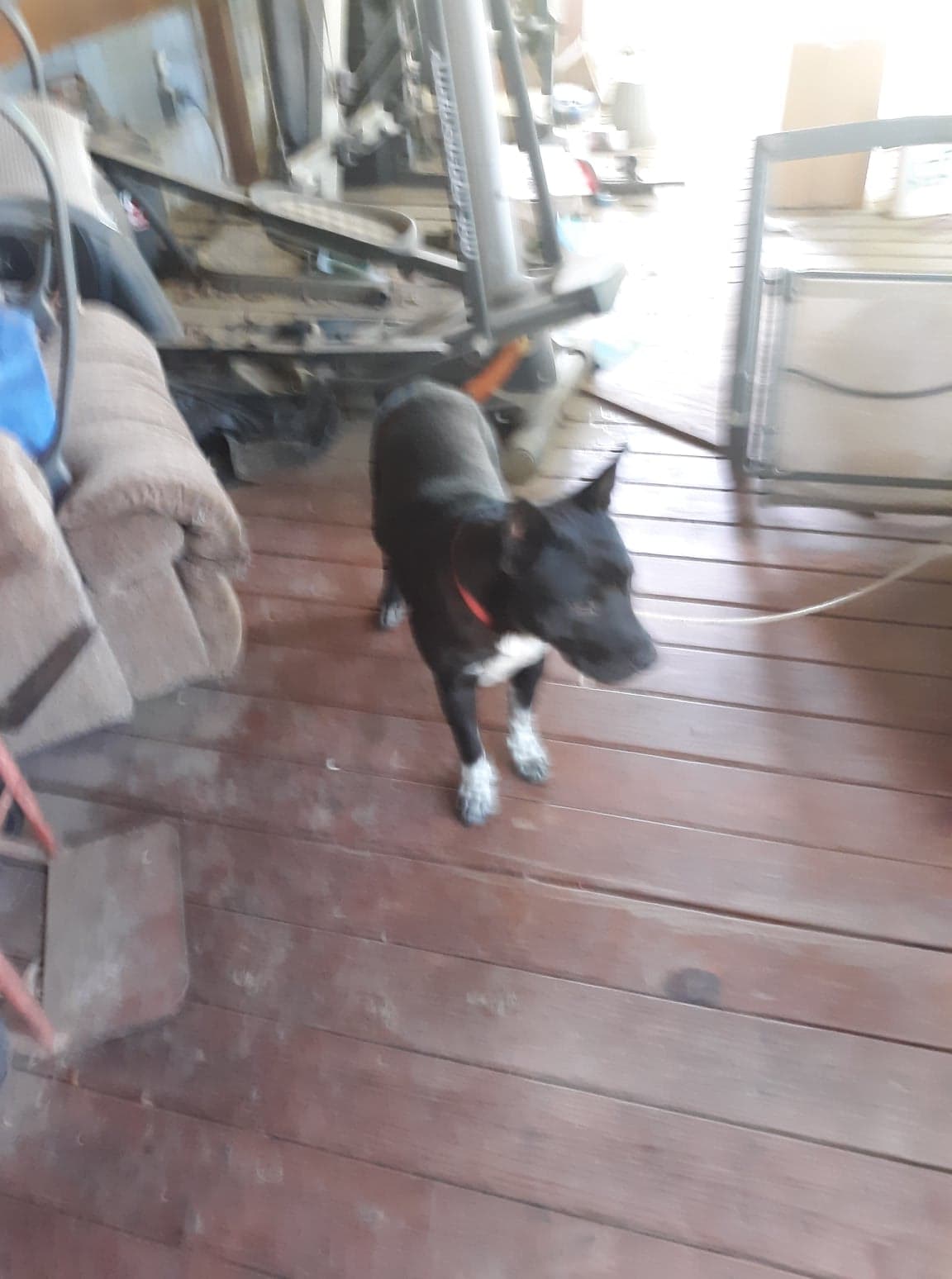 adoptable Dog in Westville,OK named Rambo
