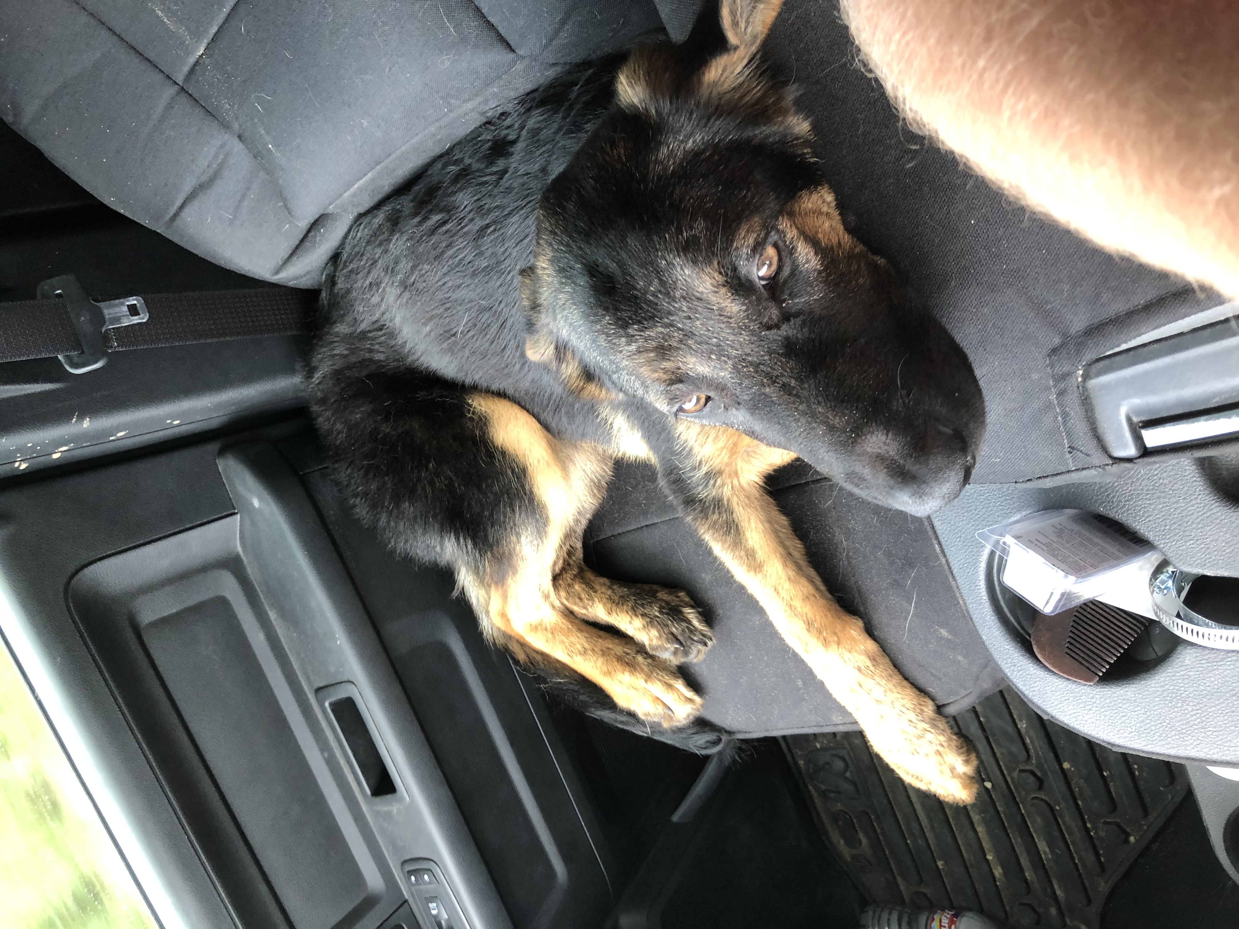 adoptable Dog in San Angelo,TX named Shadow