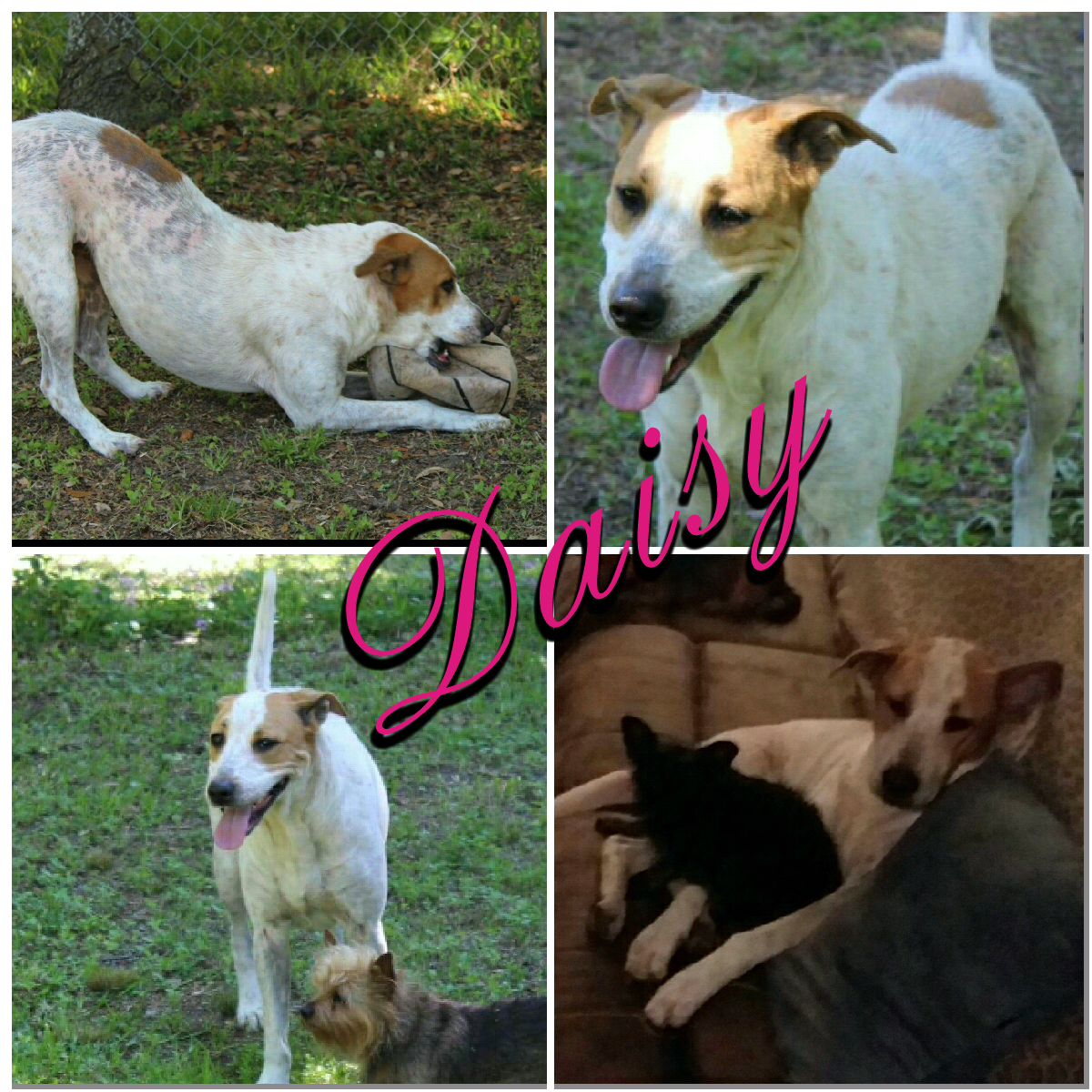 adoptable Dog in Texas City,TX named Daisy