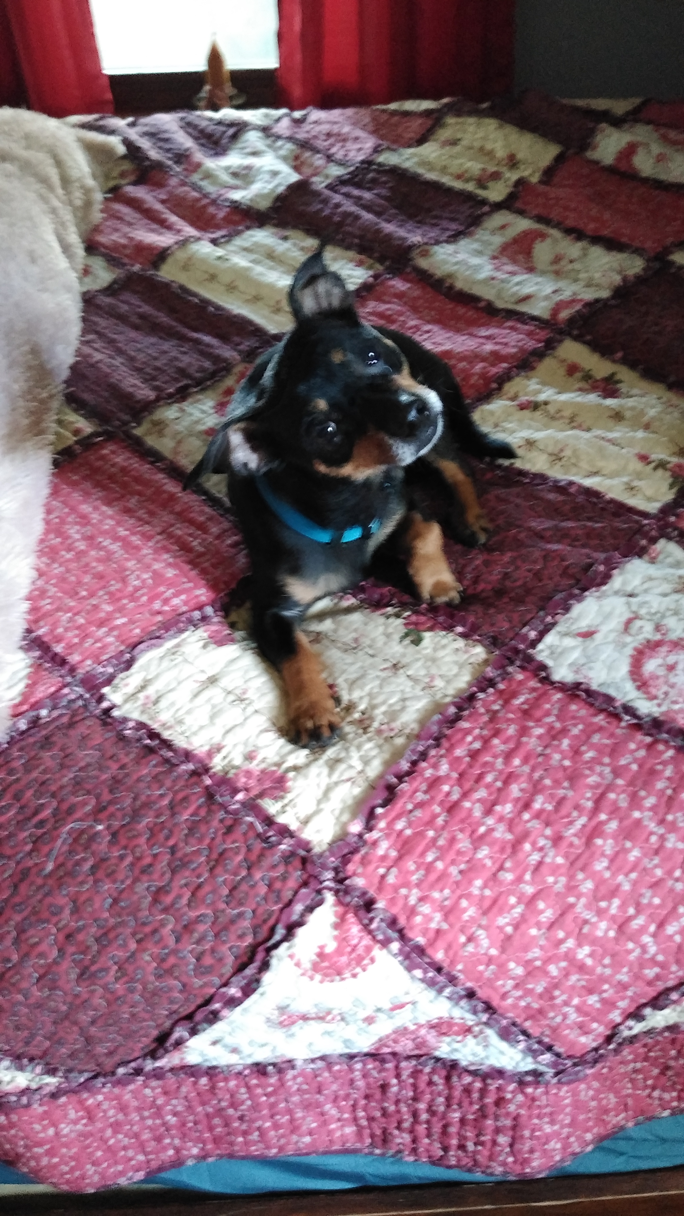 adoptable Dog in Beloit,WI named Harley D