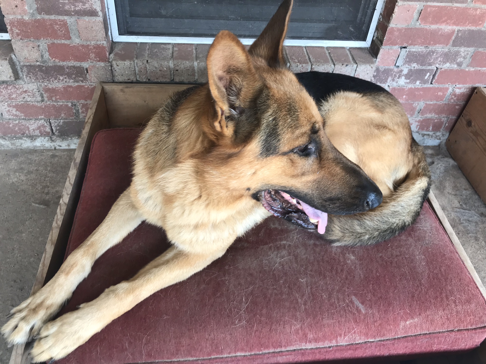 adoptable Dog in Mesquite,TX named Sargento(Sergeant)