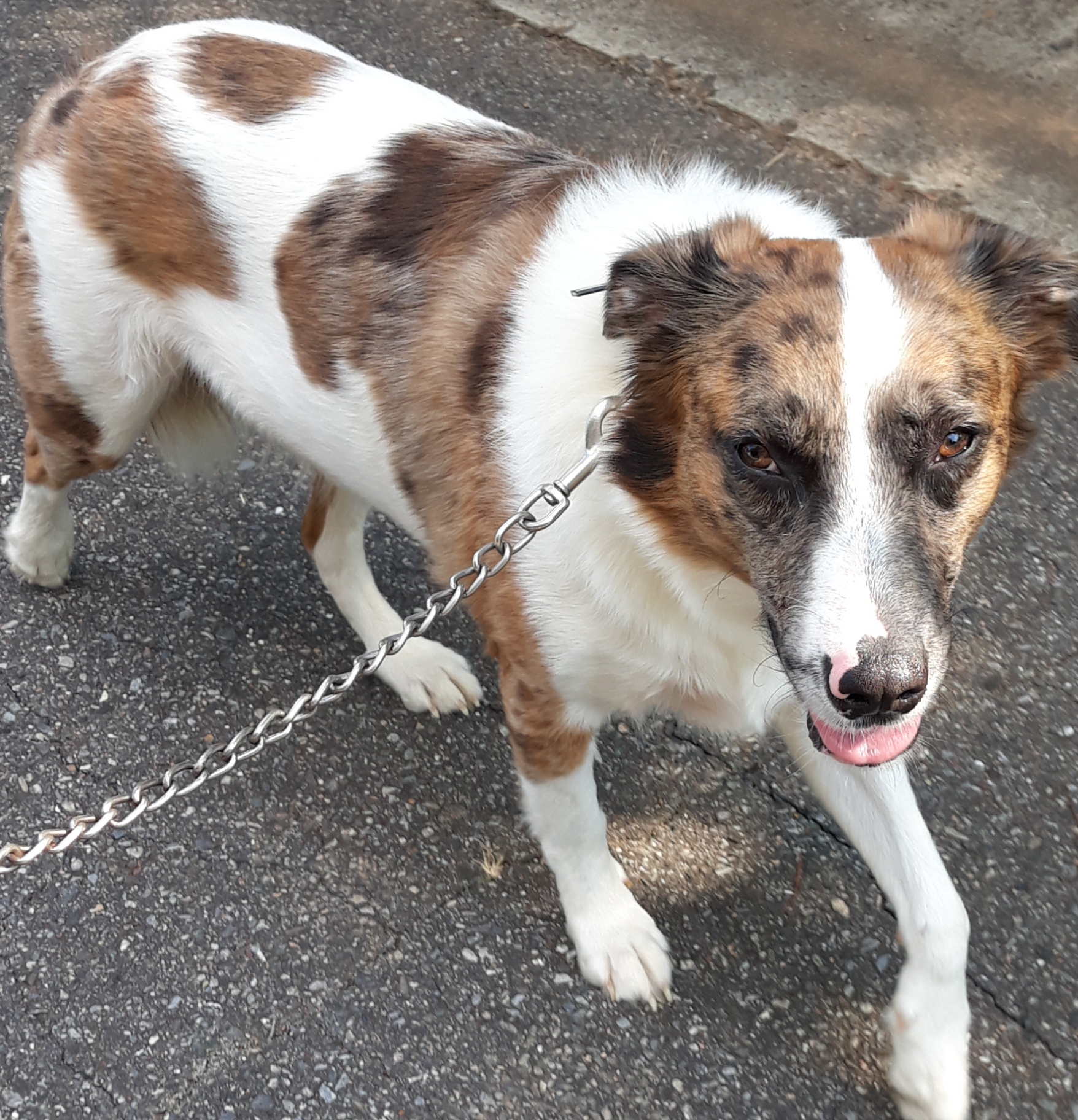 adoptable Dog in Lincolnton,NC named Lina
