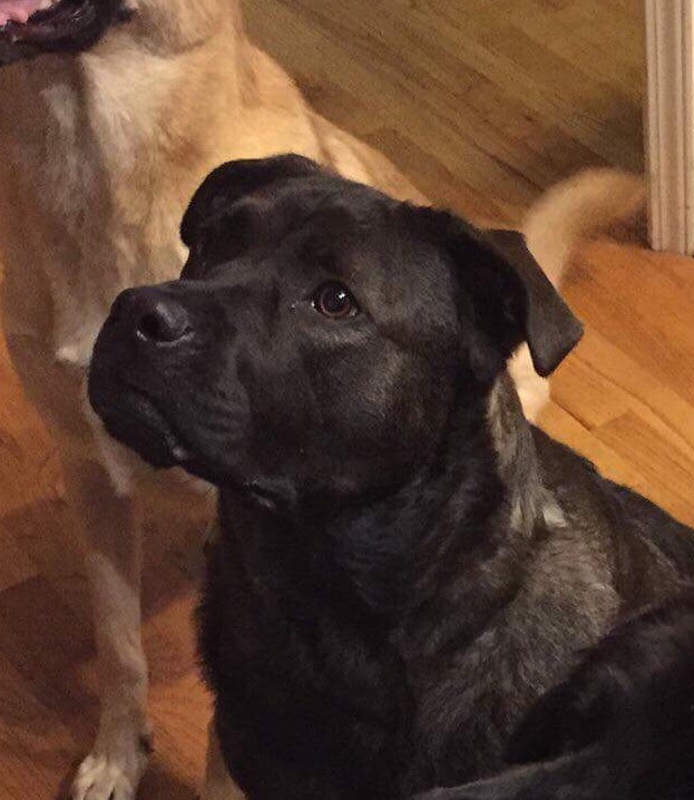 adoptable Dog in Roswell,GA named Gemini
