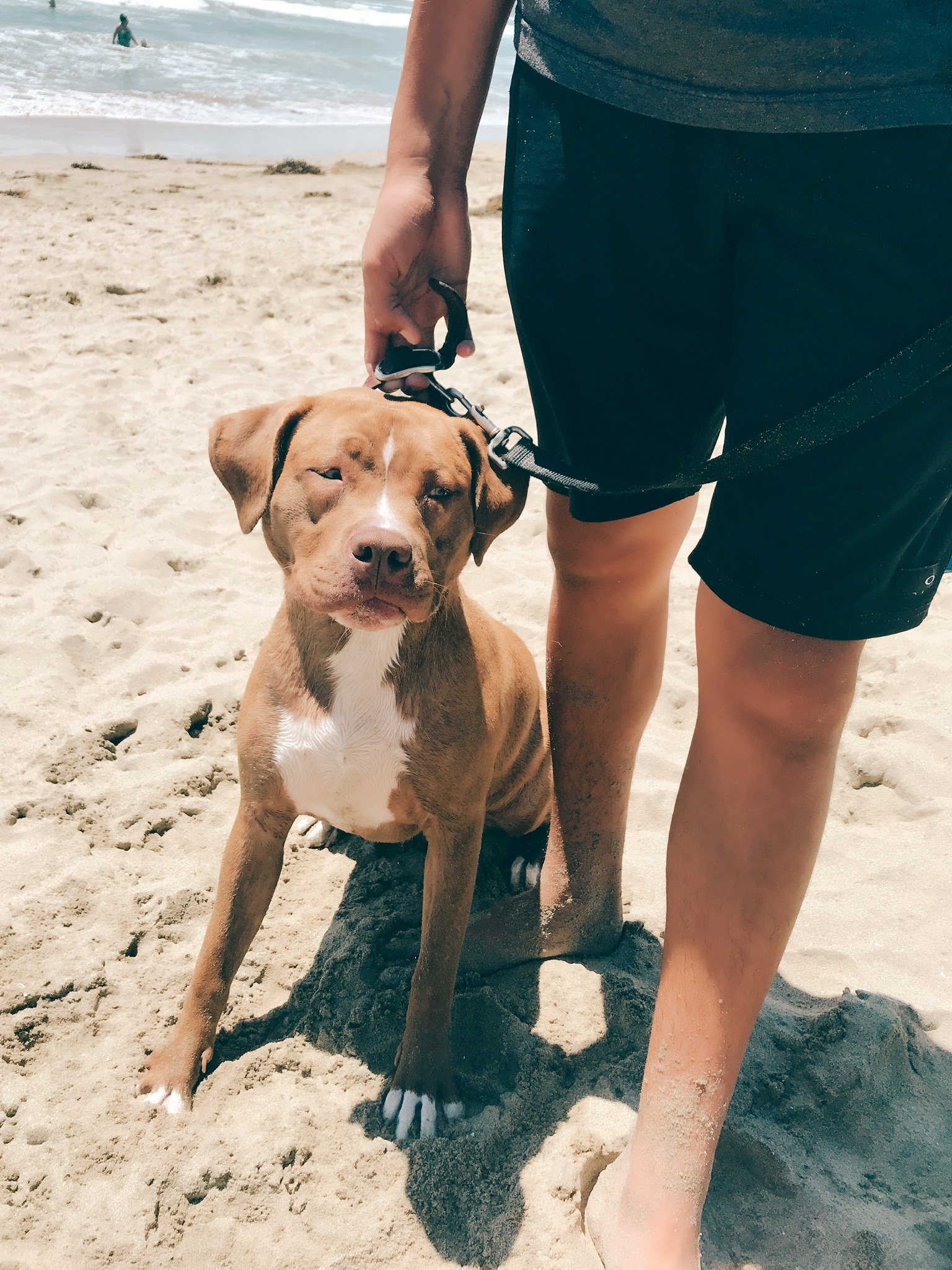 adoptable Dog in Rancho Cucamonga,CA named Bella 