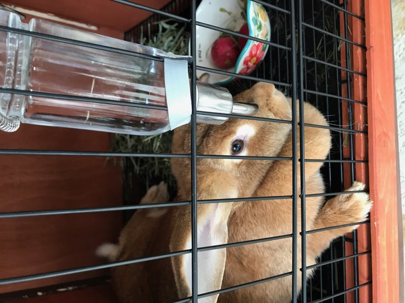 adoptable  in Hudson,FL named Bun buns 
