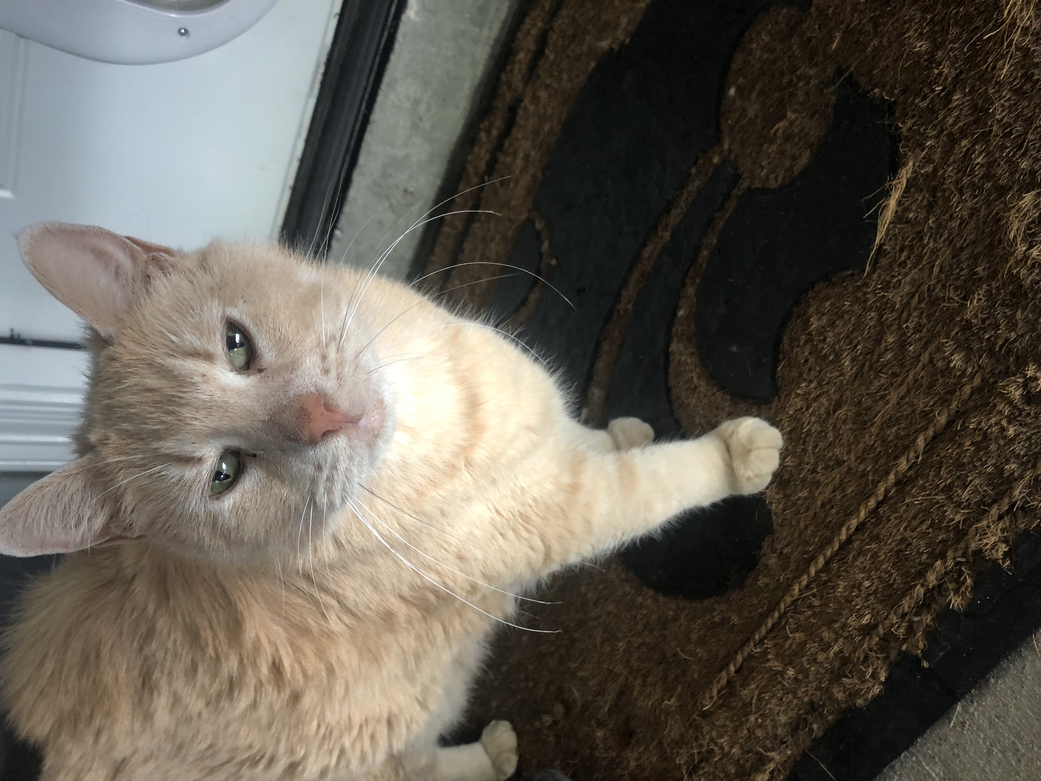 adoptable Cat in Lumberton,TX named Nara