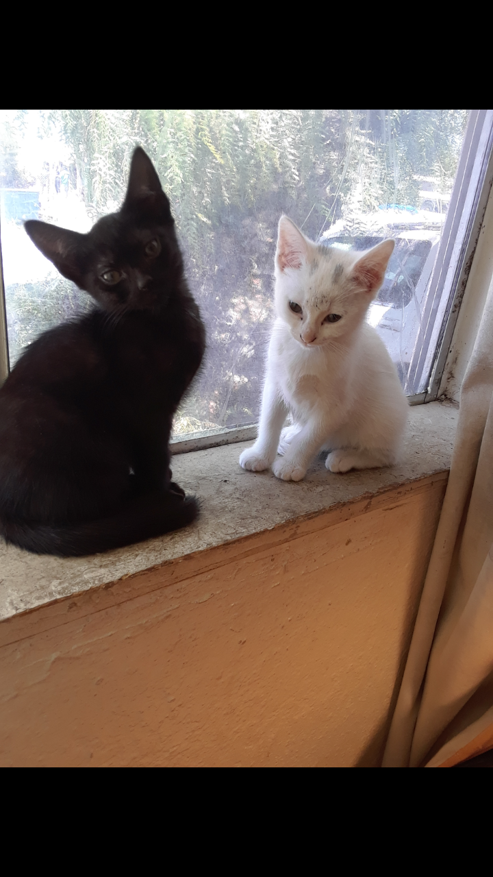 adoptable Cat in Alviso,CA named Ebony and Ivory