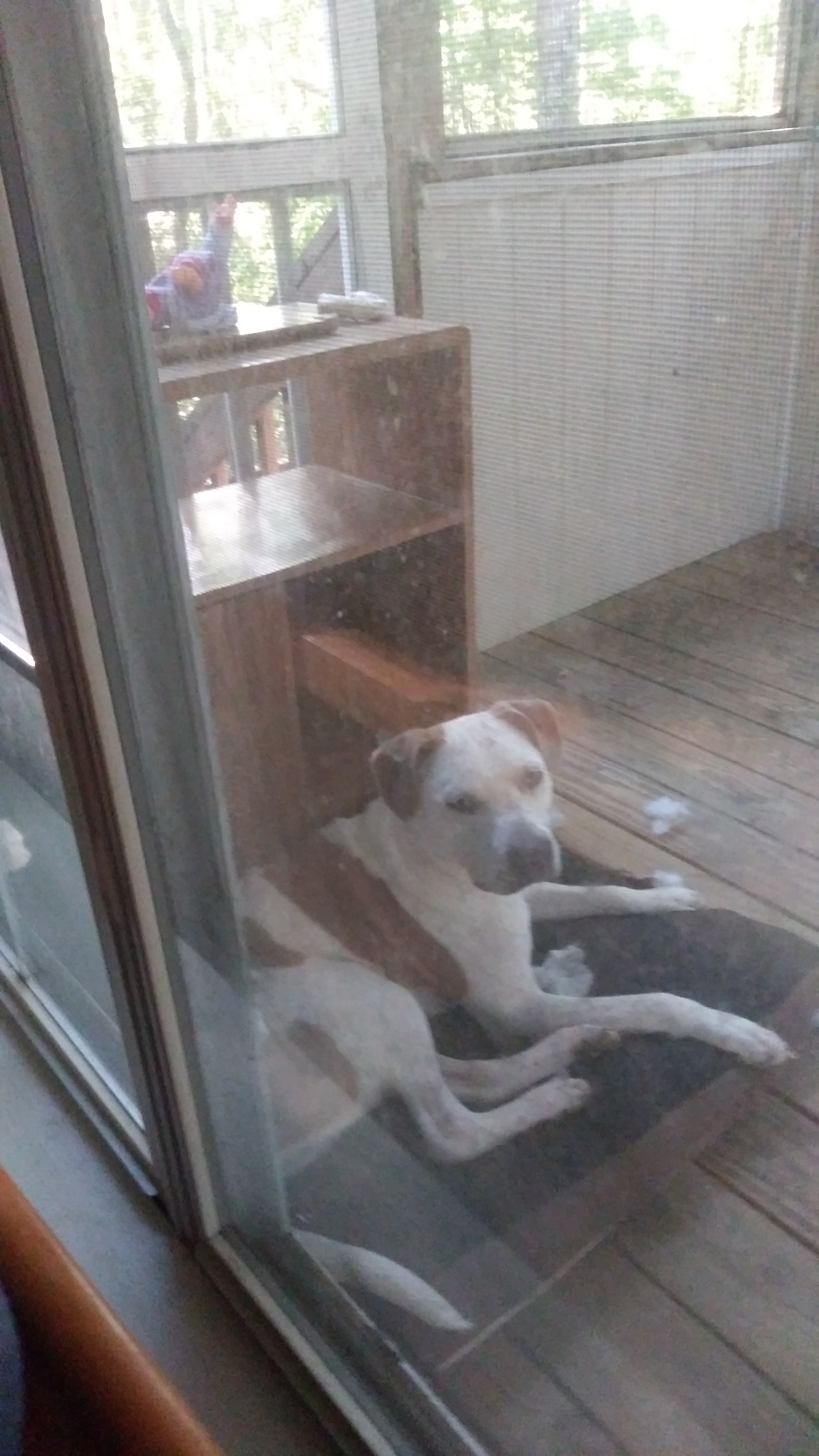 adoptable Dog in Mc Calla,AL named Ox