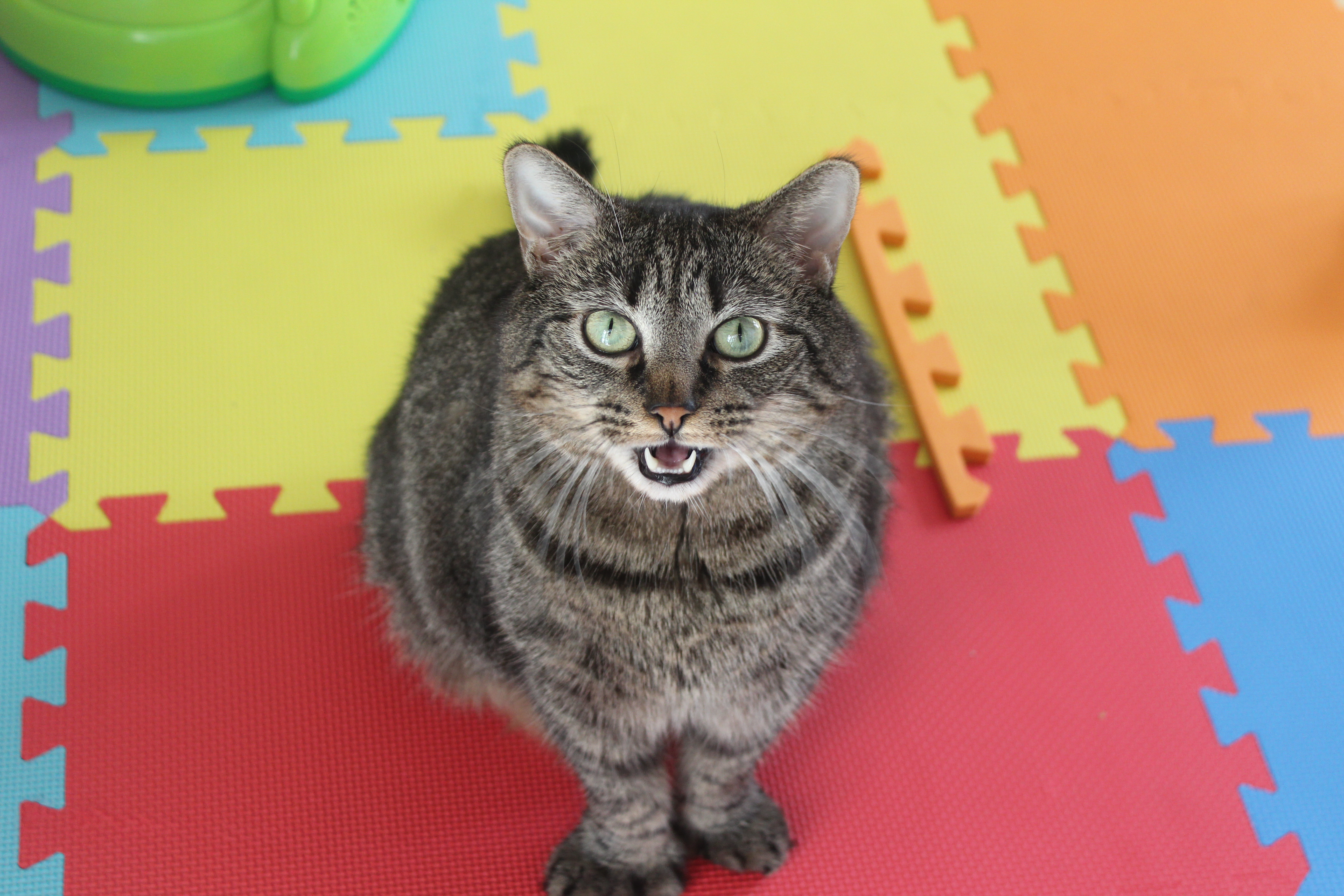 adoptable Cat in Dorchester Center,MA named Cat