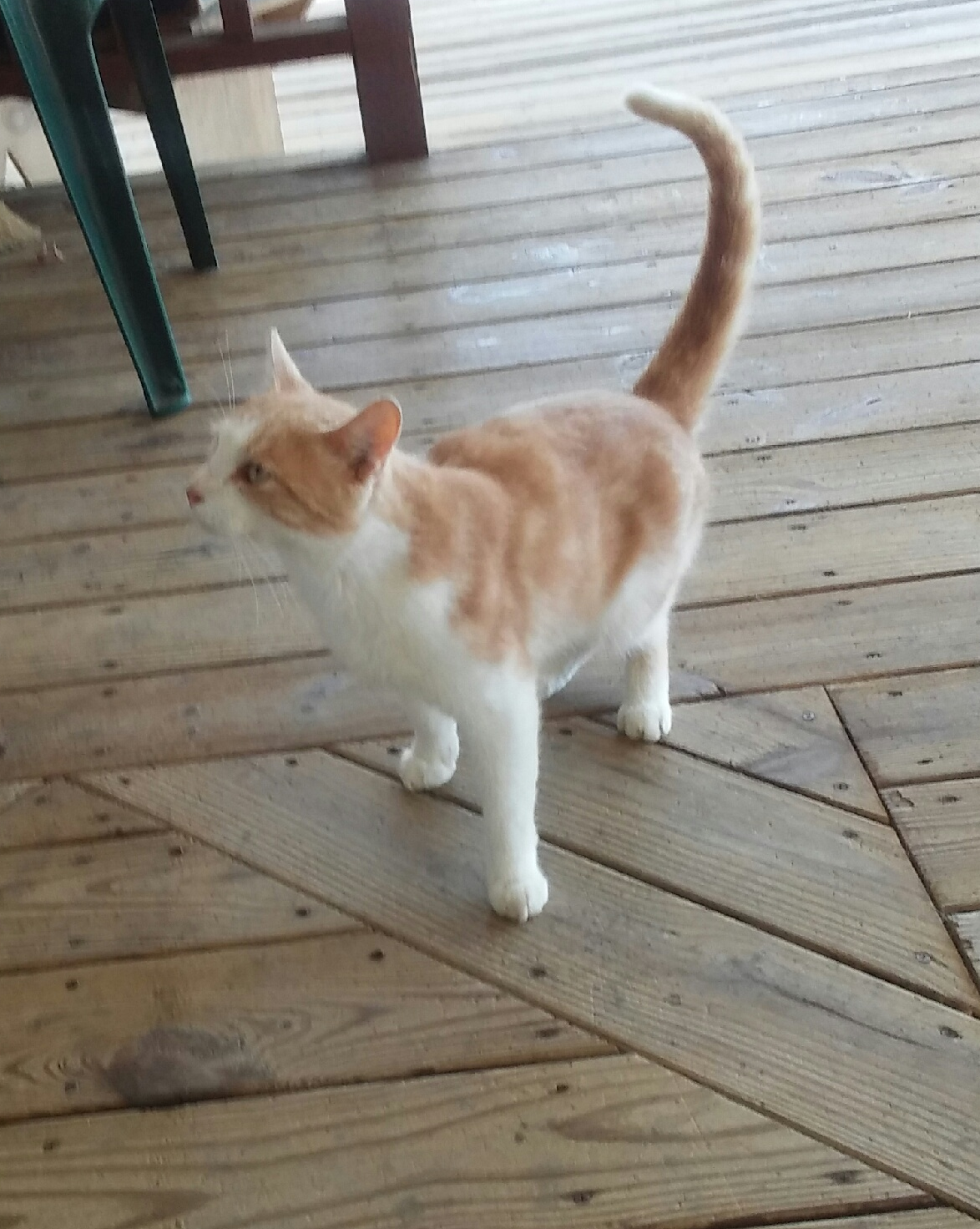 adoptable Cat in Wellsboro,PA named stray