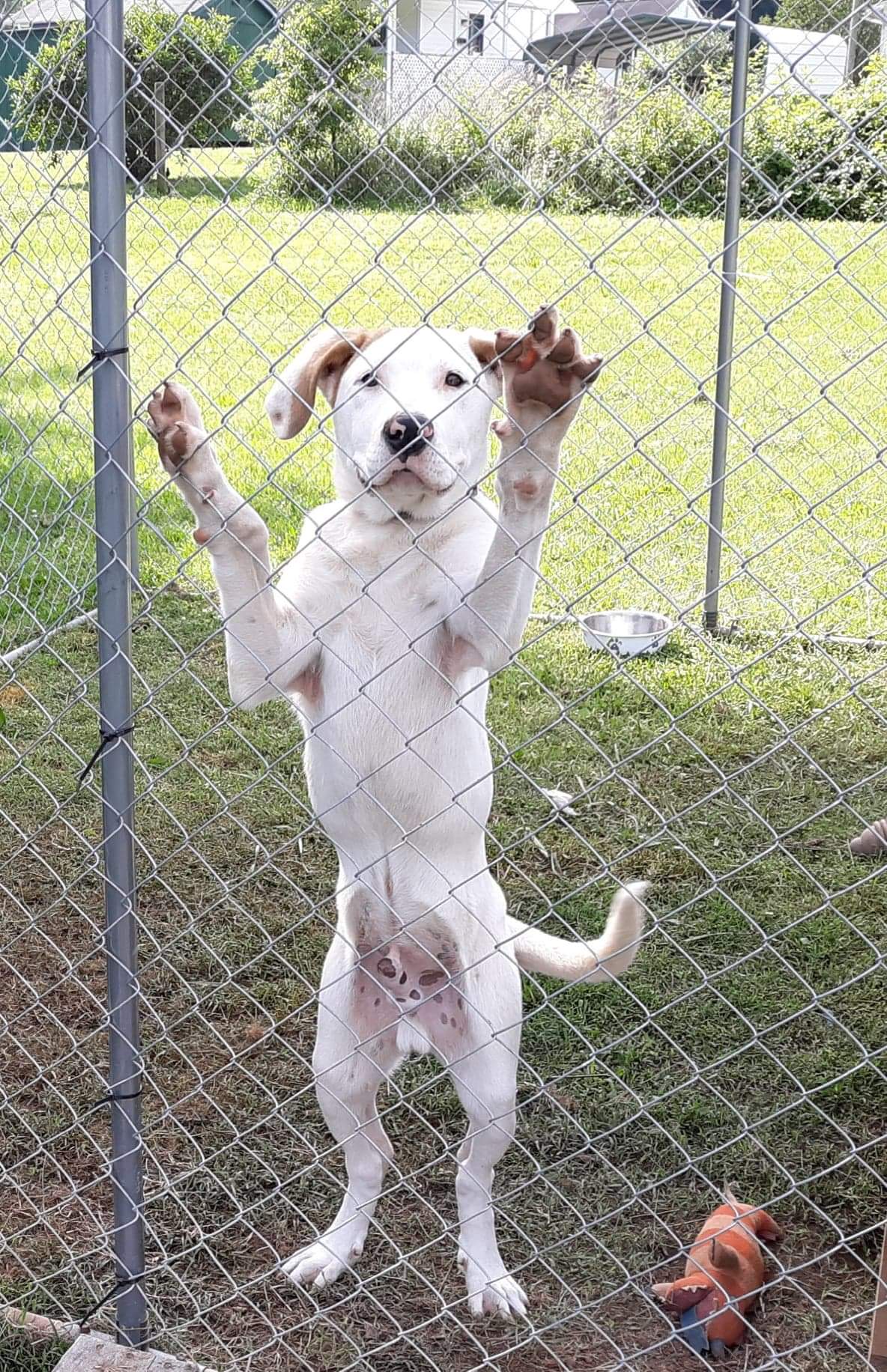 adoptable Dog in Eden,NC named Thanos 