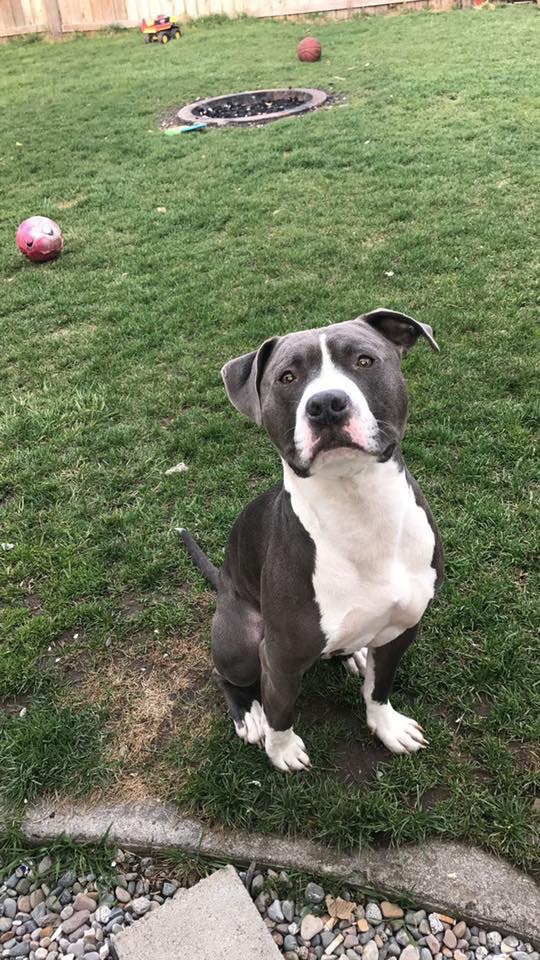 adoptable Dog in Spokane,WA named Zeus