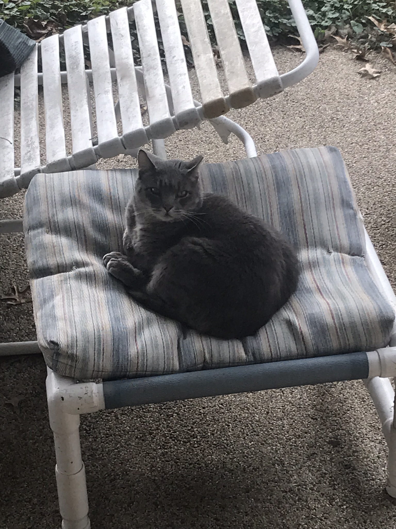 adoptable Cat in Loveland,OH named Gray